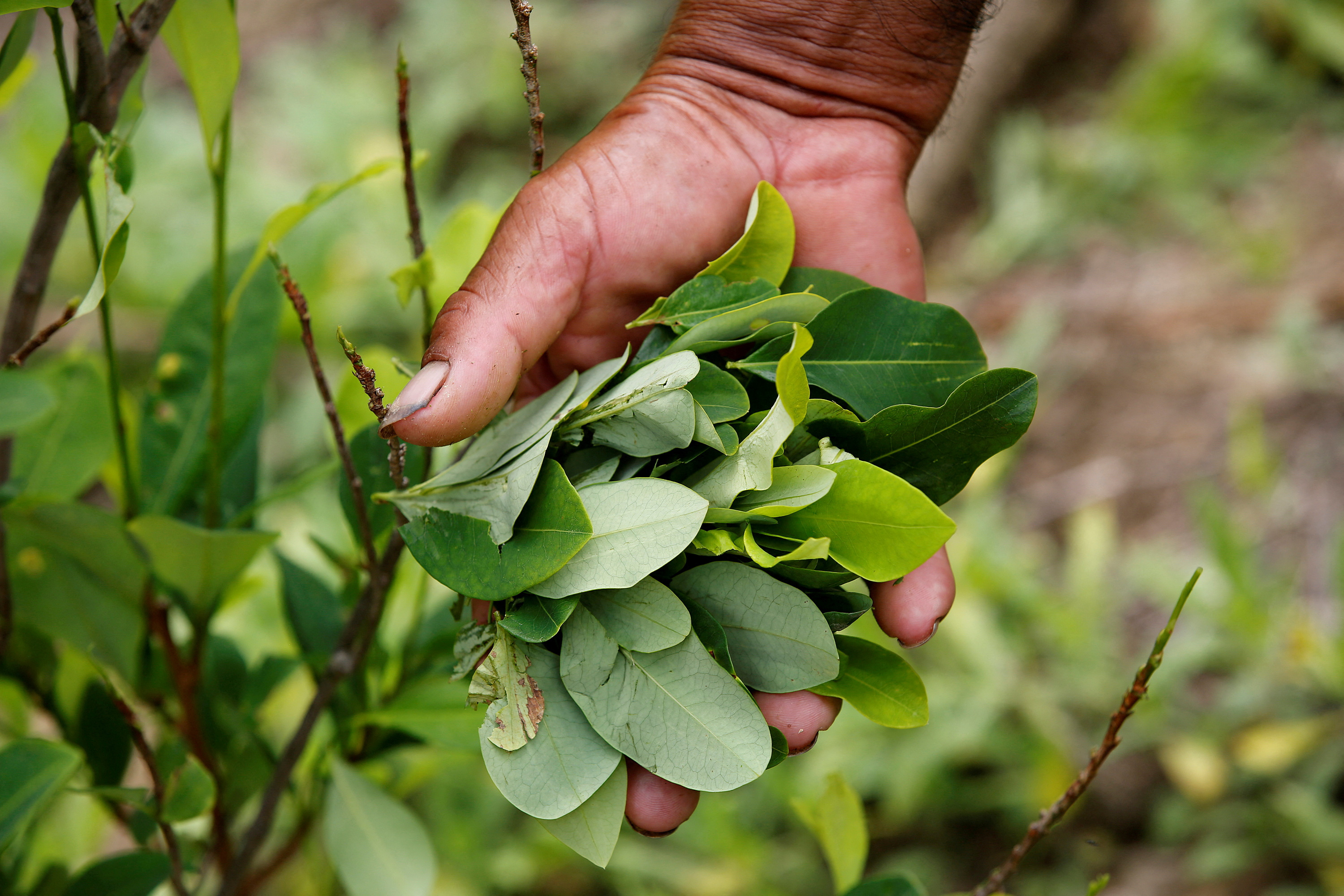 FILE PHOTO: A peasant holds up coca leaves collected from his crops in Cauca, Colombia, January 27, 2017. Picture taken January 27, 2017. REUTERS/Jaime Saldarriaga/File Photo