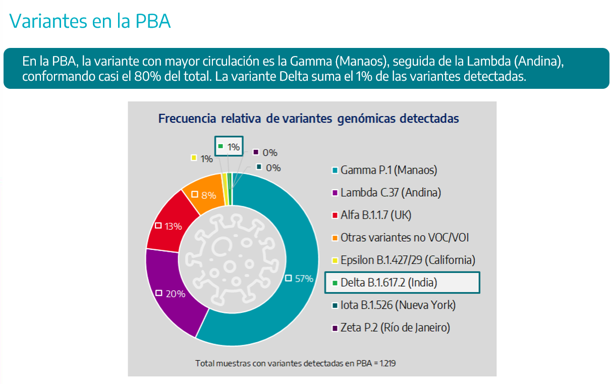 La cepa predominante en la provincia de Buenos Aires es, en un 57% es la Gamma P.1 (Manaos)