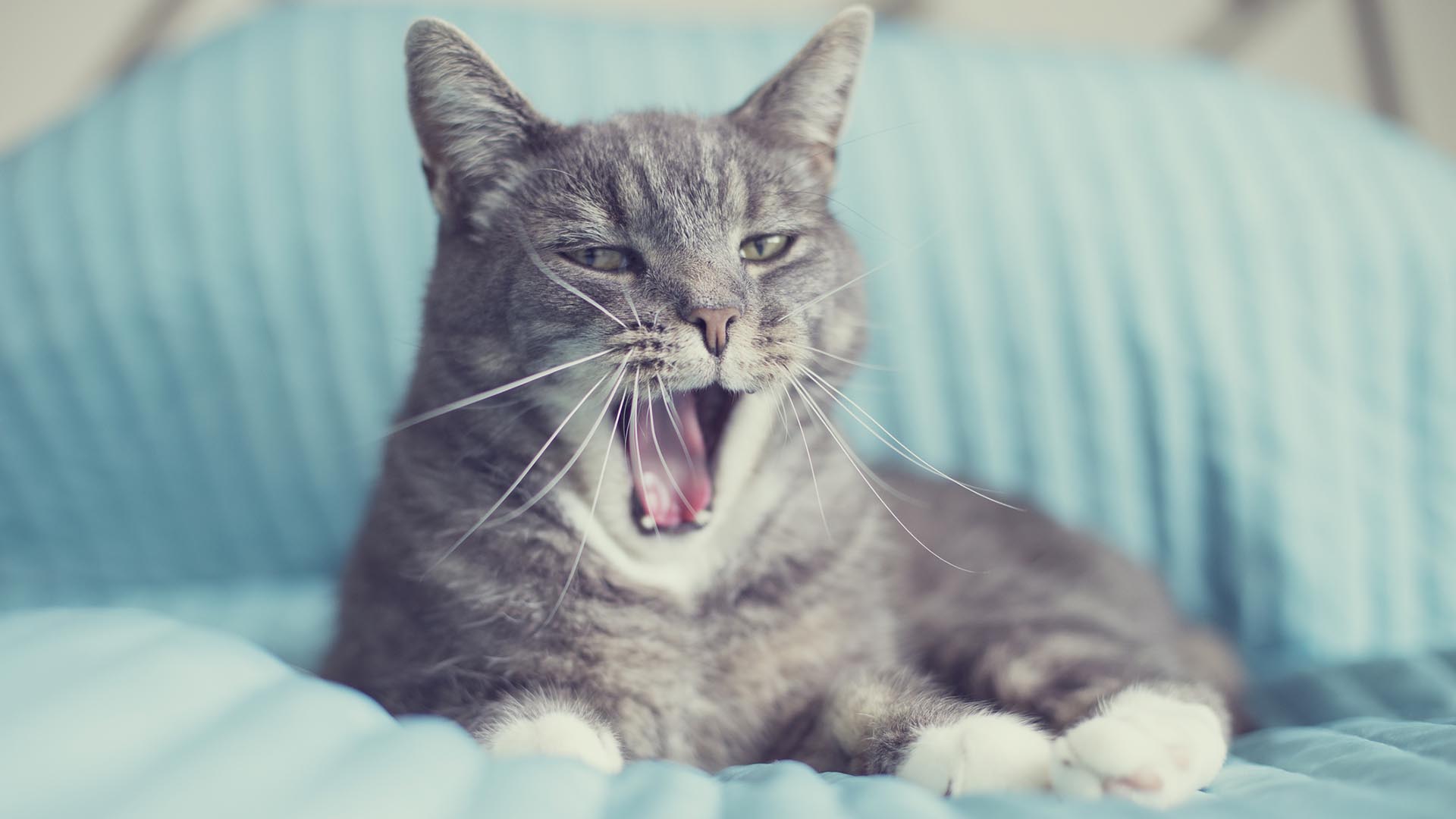 ¿Por qué los gatos abren la boca cuando huelen algo?