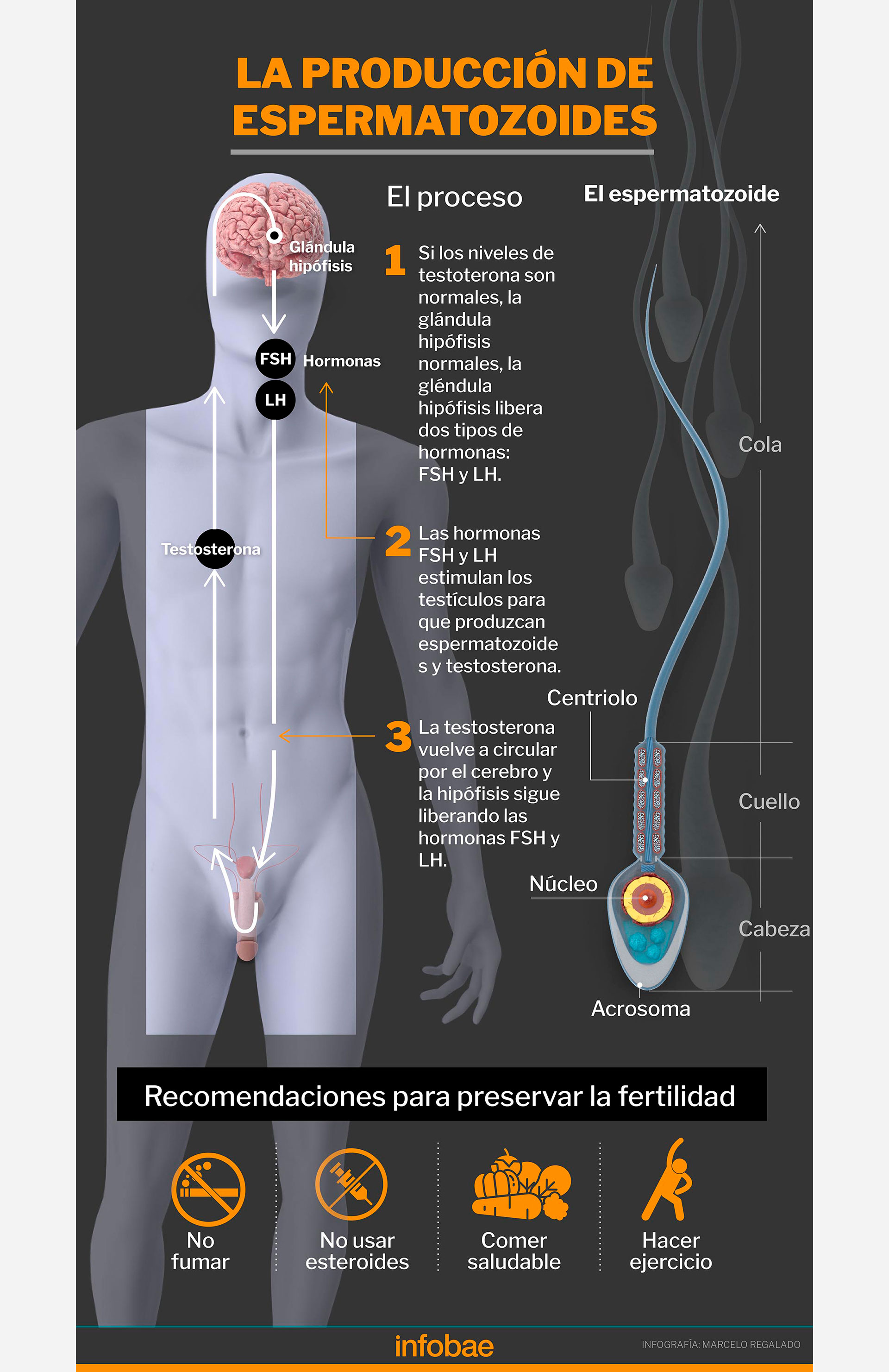 Cómo es la producción de espermatozoides (Infografía Marcelo Regalado)