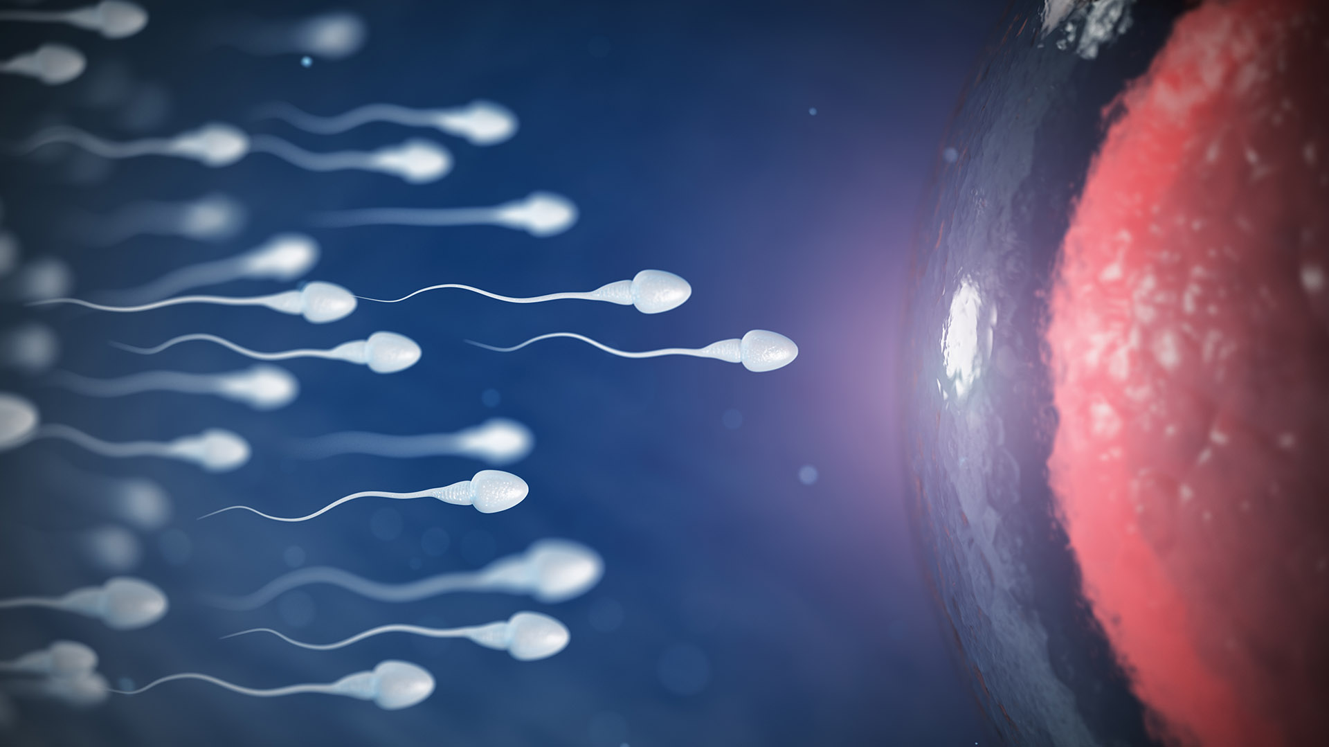 Espermatozoides fecundando un óvulo. (Shutterstock.com)