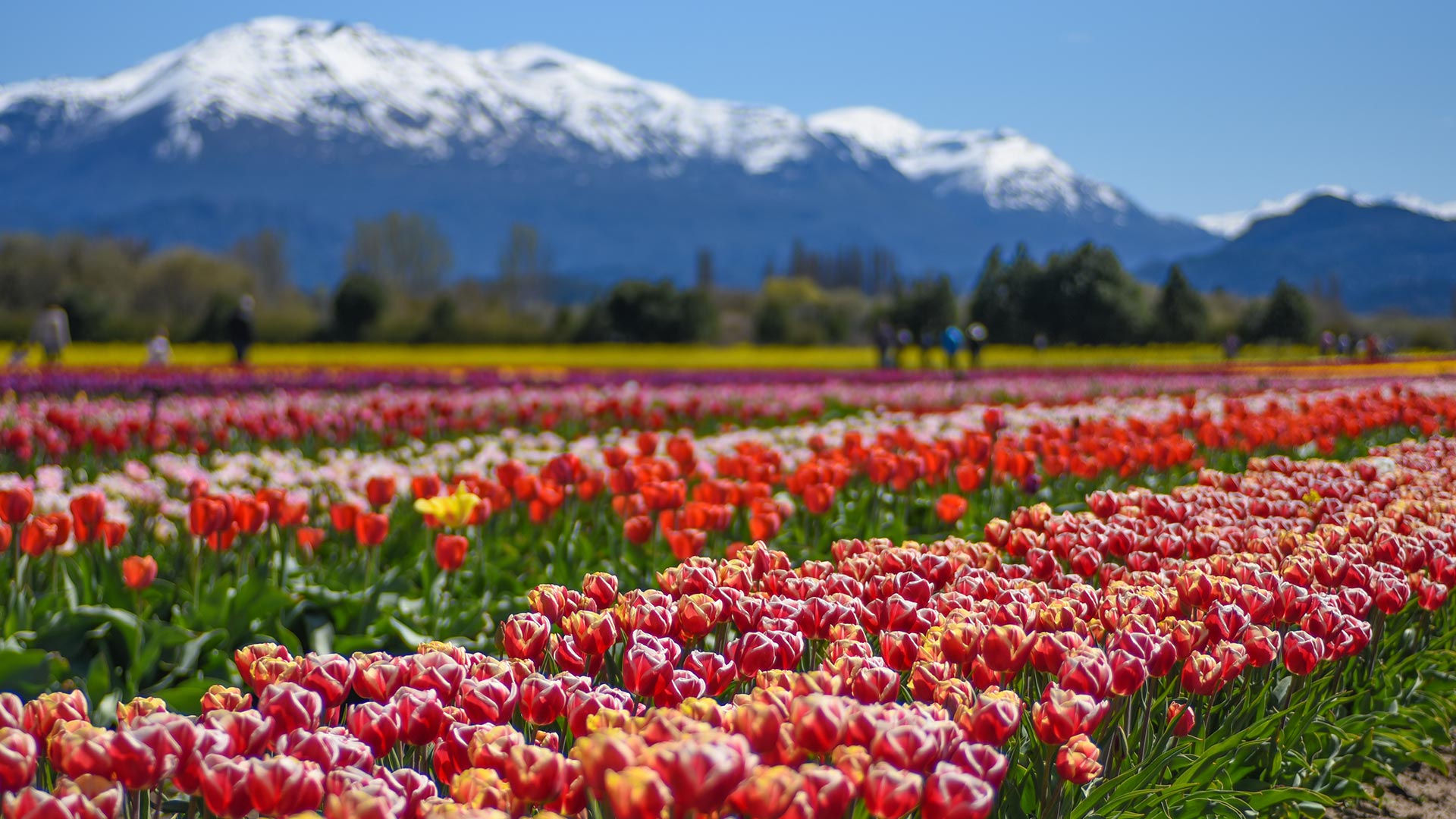 Campo de Tulipanes en las proximidades de Trevelin