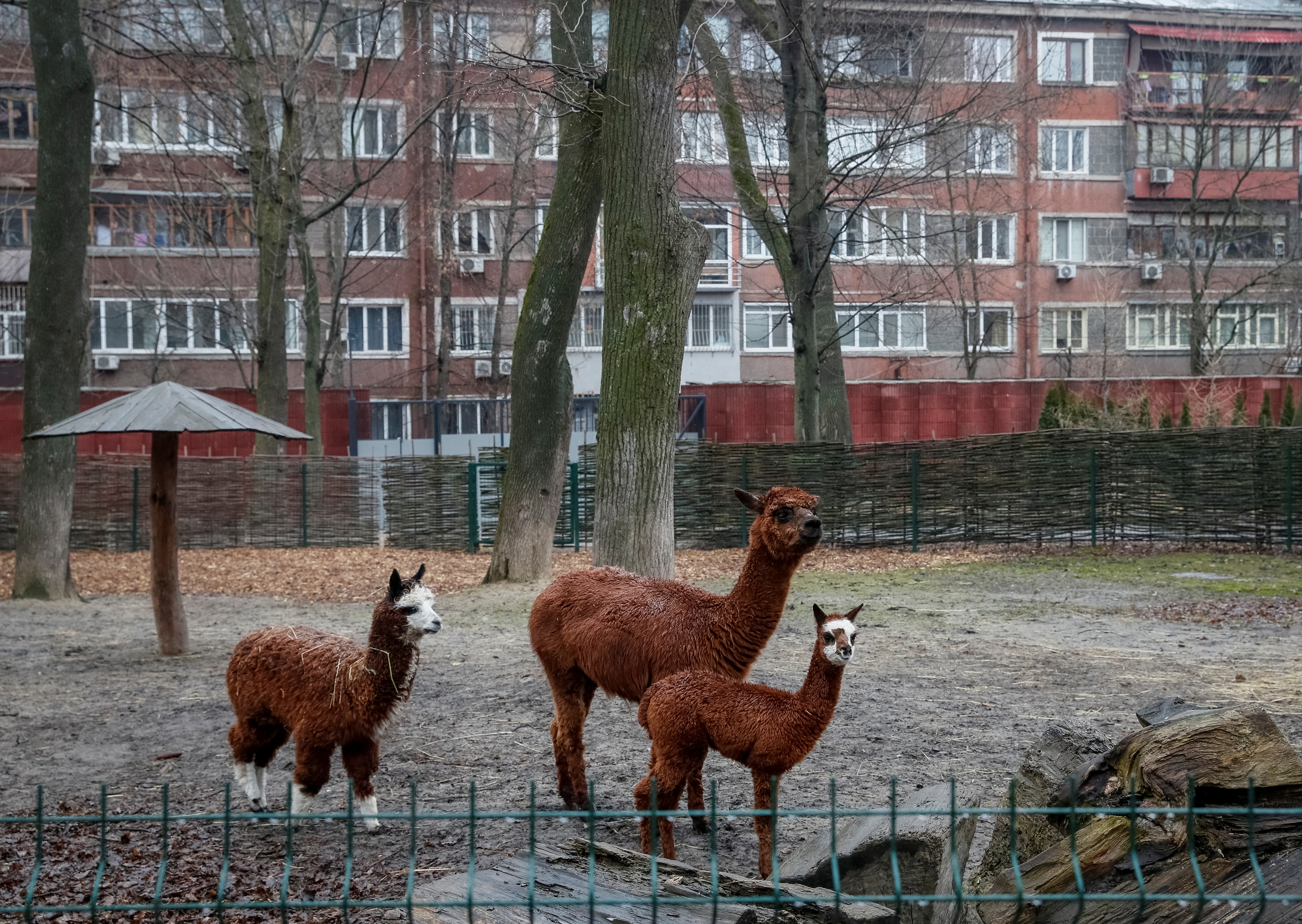 Alpacas en el zoo de Kiev (REUTERS/Gleb Garanich)