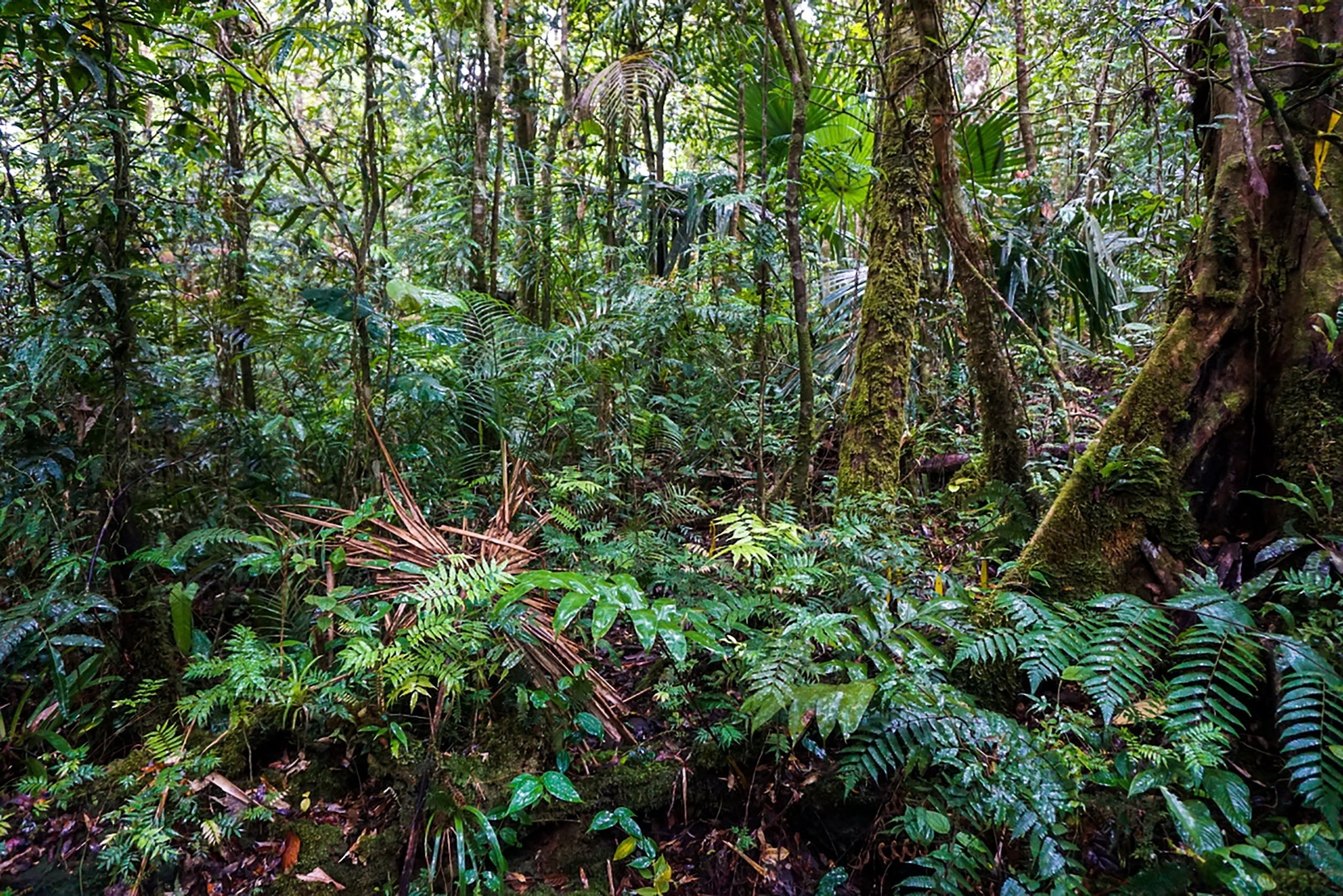 Cómo se puede almacenar más carbono para combatir el cambio climático ...