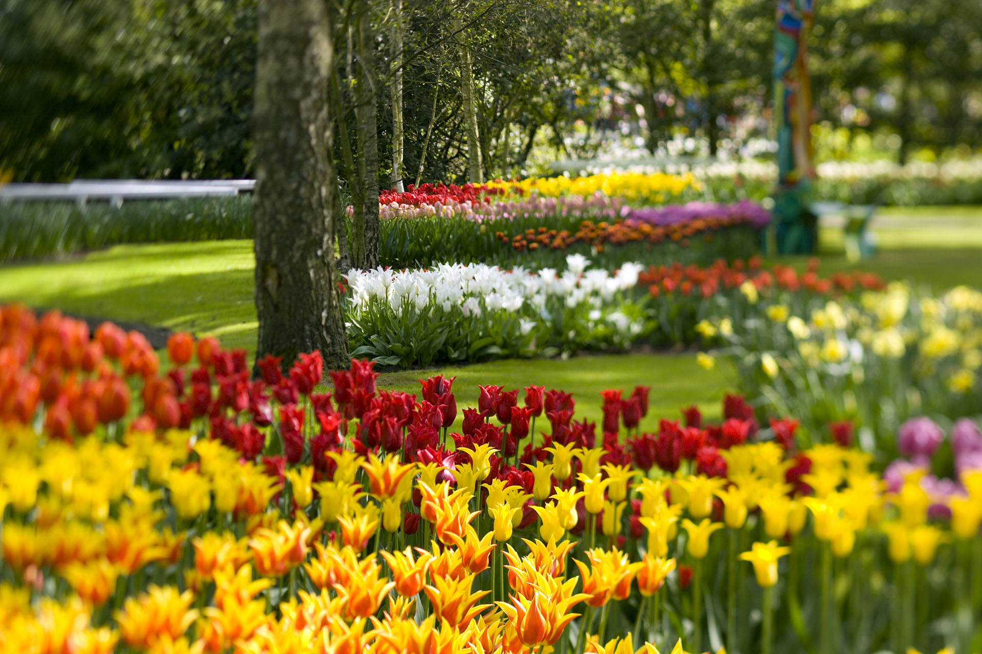Comienza la primavera y con ella las flores nos llenan de colores y aromas (Thierry Tronnel/Corbis via Getty Images)