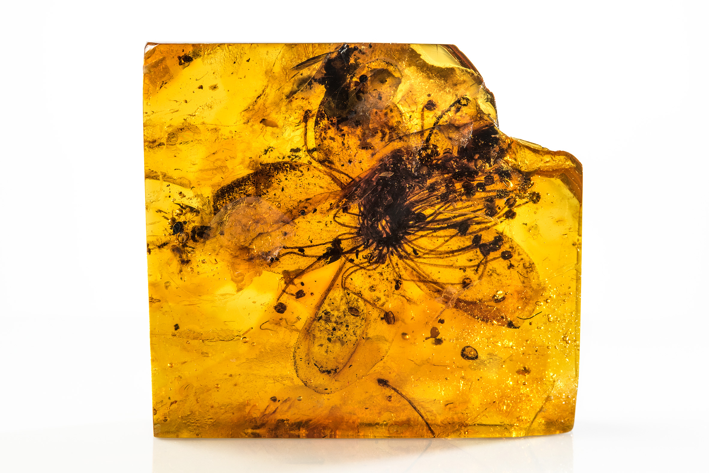 A new study showed the largest flower trapped in amber (EFE)