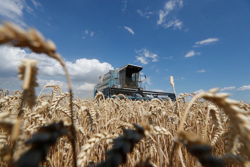 Una máquina cosechando trigo en un campo cercano a Hrebeni, en la región de Kiev, Ucrania (REUTERS/Valentyn Ogirenko/Archivo)