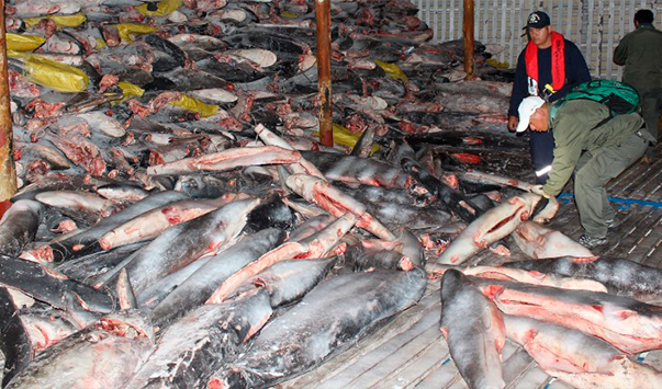 Imagen de la carga de tiburones encontrada en el Fu Yuan Yu Leng 999, en 2017. (Foto: Dirección del Parque Nacional Galápagos).