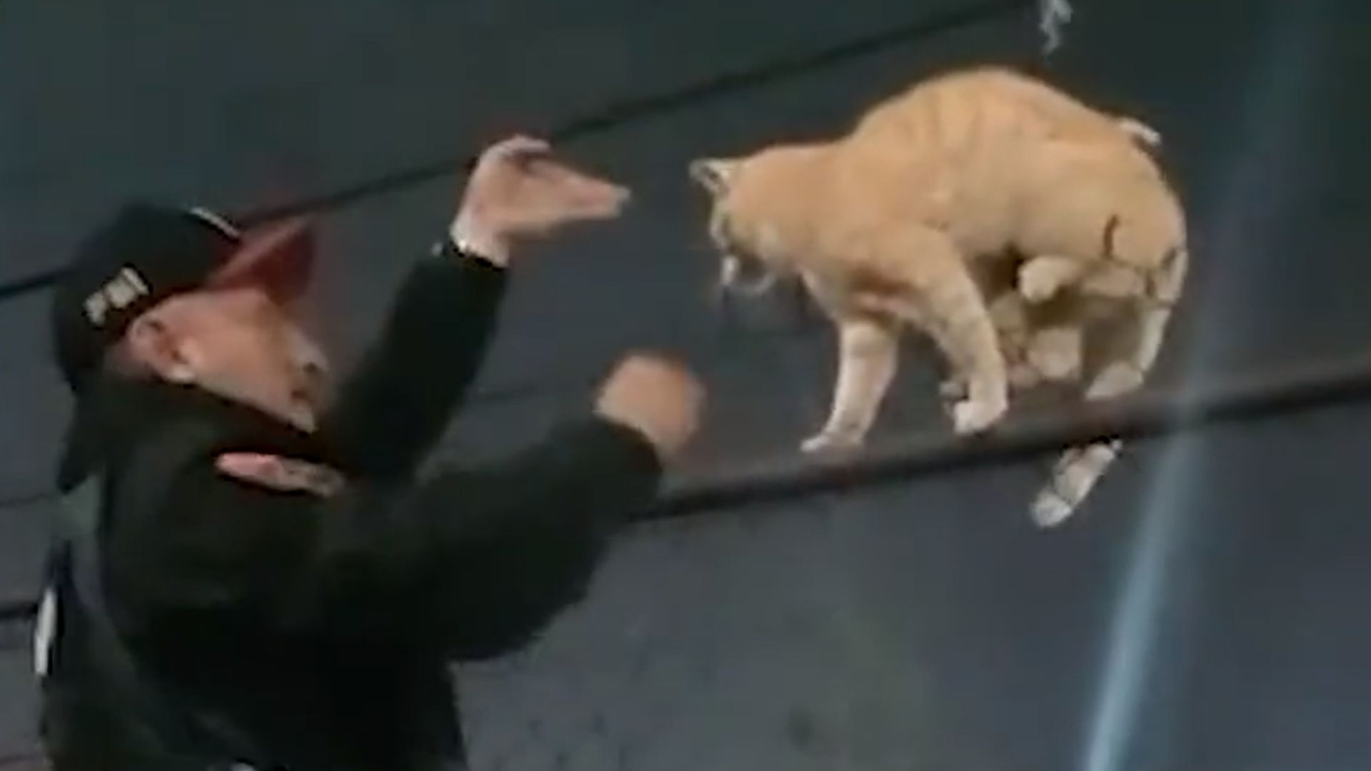 El momento en el que policías rescataron a un gato atrapado en alambre de púas tras huir de una jauría de perros