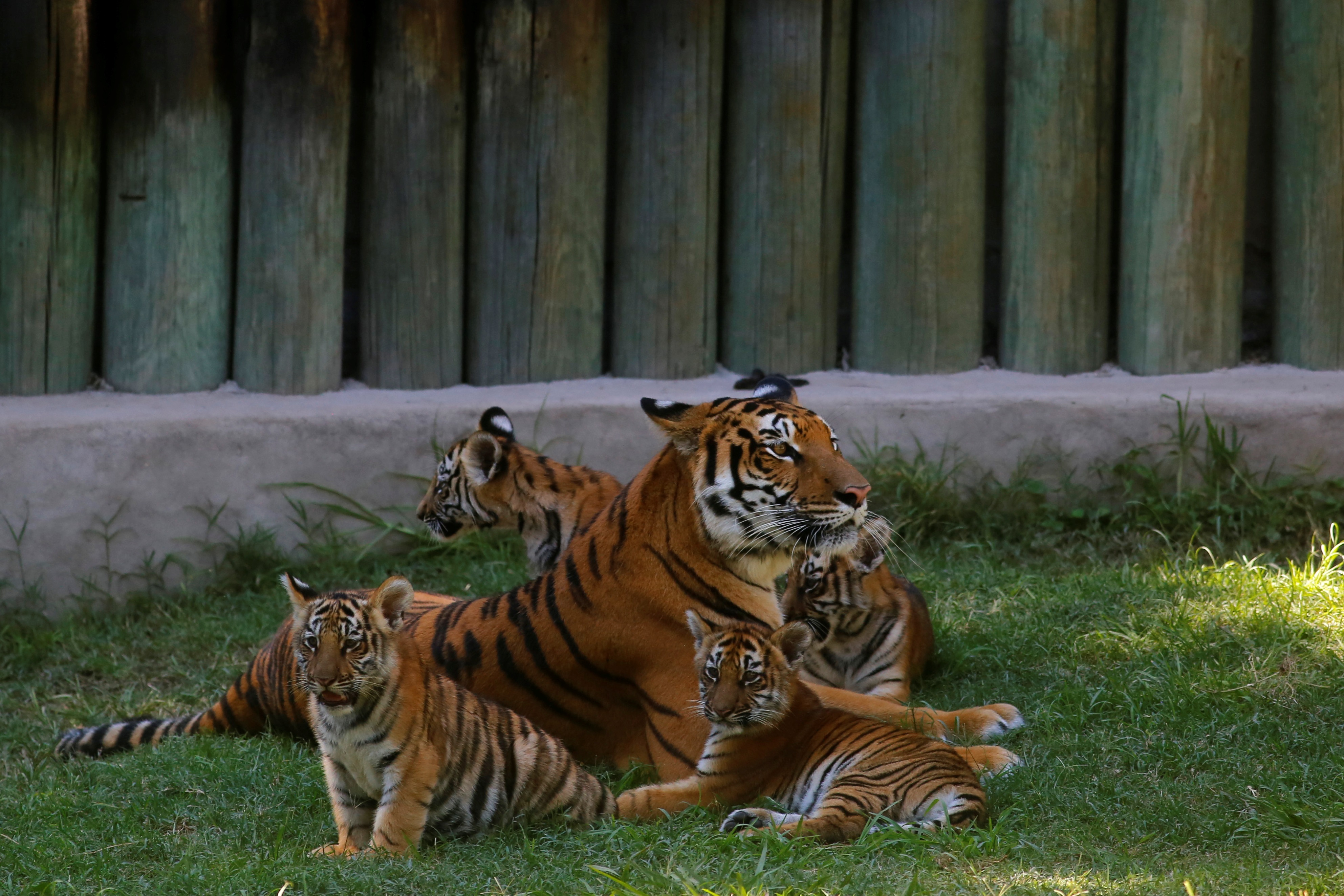 Reportaron el escape de 2 panteras y un tigre de bengala en Nuevo León
