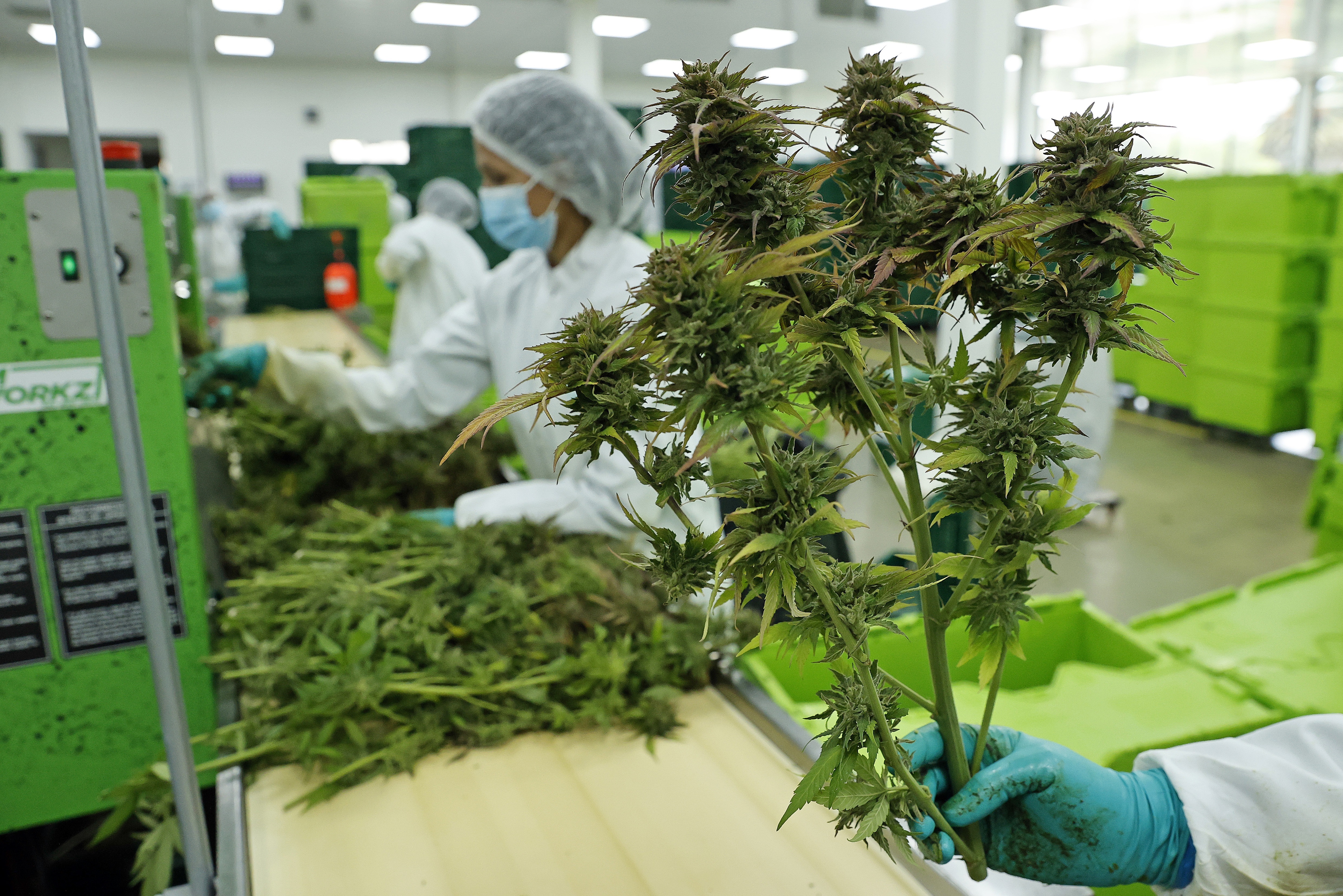 ya son más de 50 países los que avanzaron en algún tipo de legislación regulatoria para el cannabis de uso industrial o medicinal (EFE/Mauricio Dueñas/Archivo)
