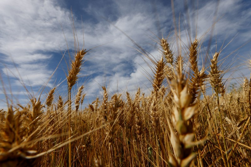 La mirada está puesta en el trigo para el próximo ciclo agrícola (REUTERS/Rodolfo Buhrer/Archivo)