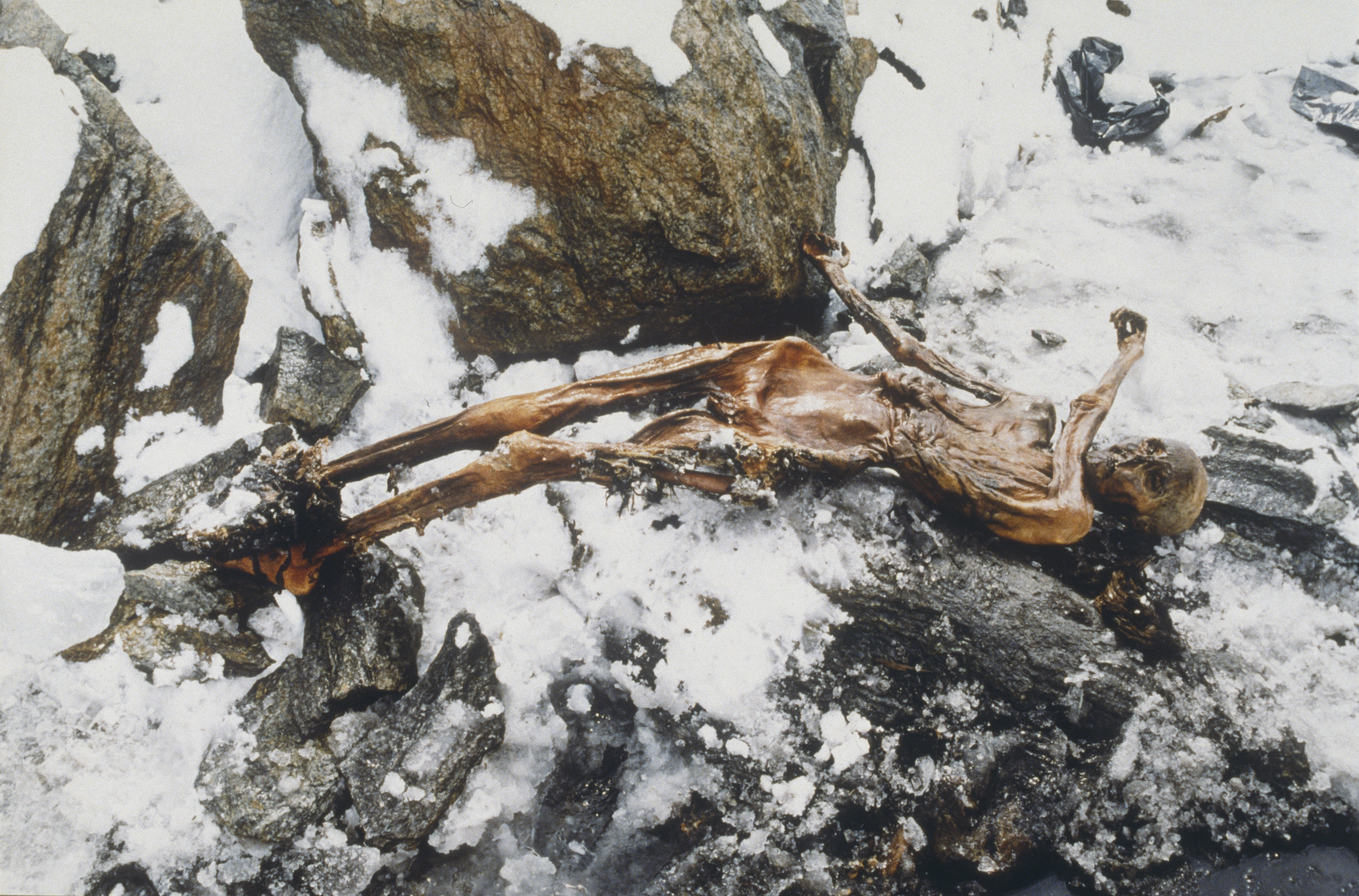El cuerpo de Ötzil poco después de ser descubierto a 3200 metros de altura. Al principio pensaron que se trataba de un alpinista desaparecido un año antes. Pero el cadáver llevaba 5.300 años allí (Leopold Nekula/Sygma via Getty Images)
