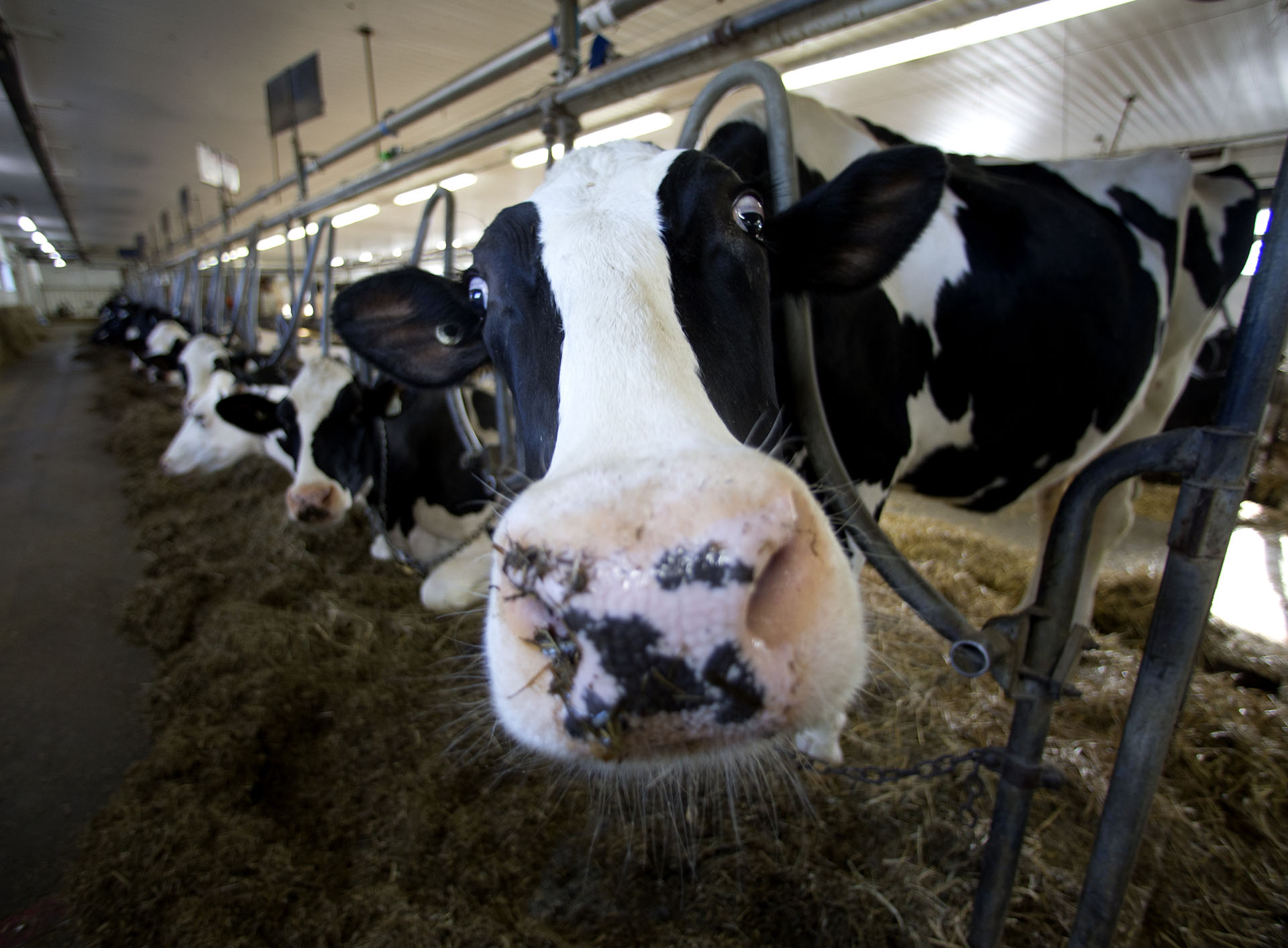 Mancuso señaló que buscan que "las vacas vivan lo mejor posible porque es la mejor manera de que produzcan más y mejor” 
Photographer: Christinne Muschi/Bloomberg