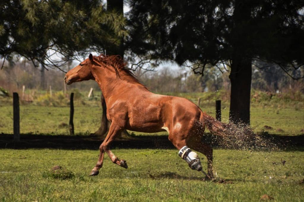 El caballo Rubio corriendo feliz con su prótesis. El veterinario Corse empezó a ver situaciones nunca antes vistas, porque los caballos eran sacrificados. Él mira el conjunto, cómo se sienten, su semblante