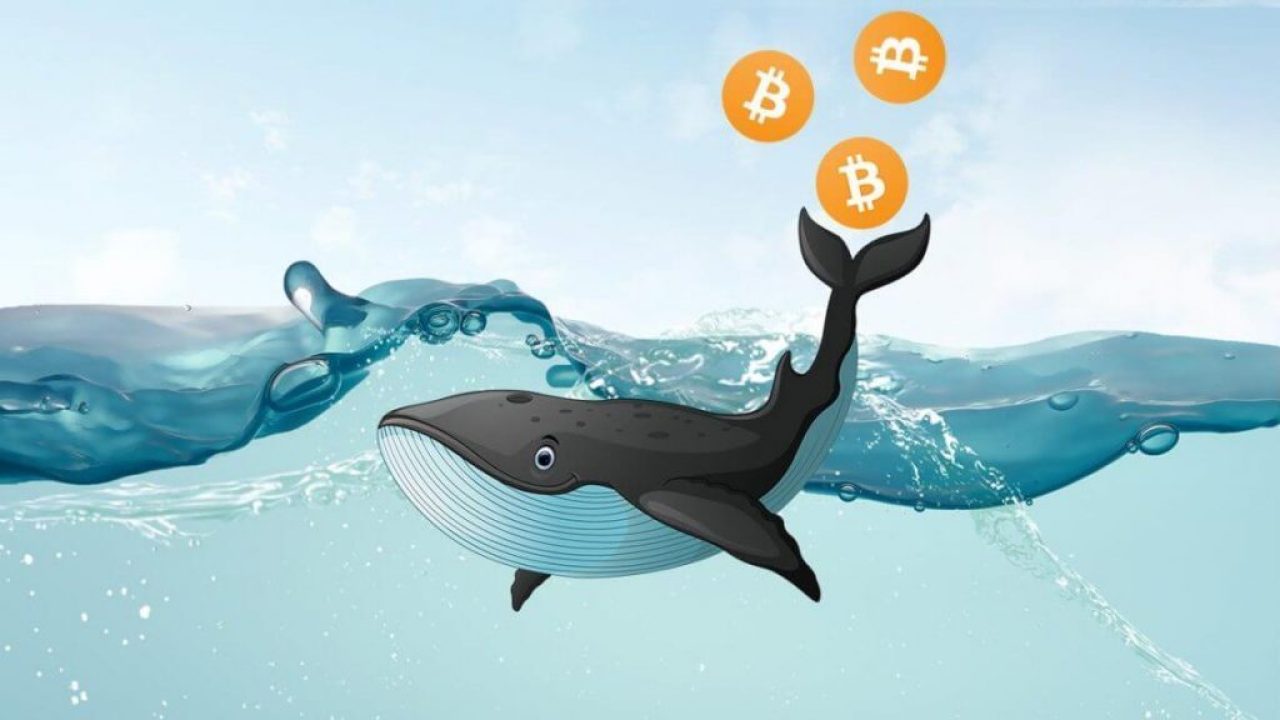 Las ballenas de bitcoin controlan más de un tercio de las criptomonedas en circulación. (foto: CRIPTO TENDENCIA)