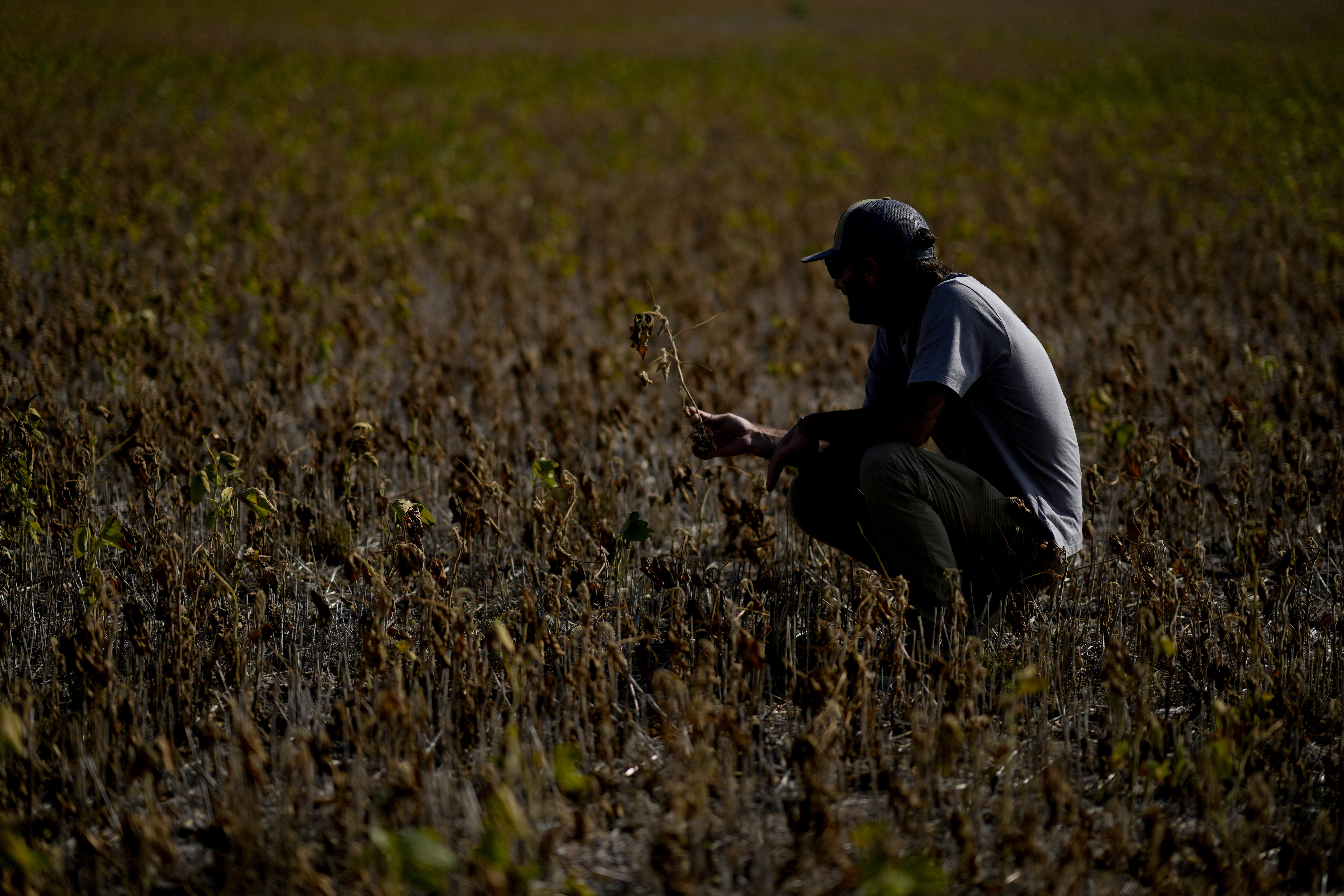 Cultivos de soja arruinados por la sequía en Pergamino, provincia de Buenos Aires. (AP)