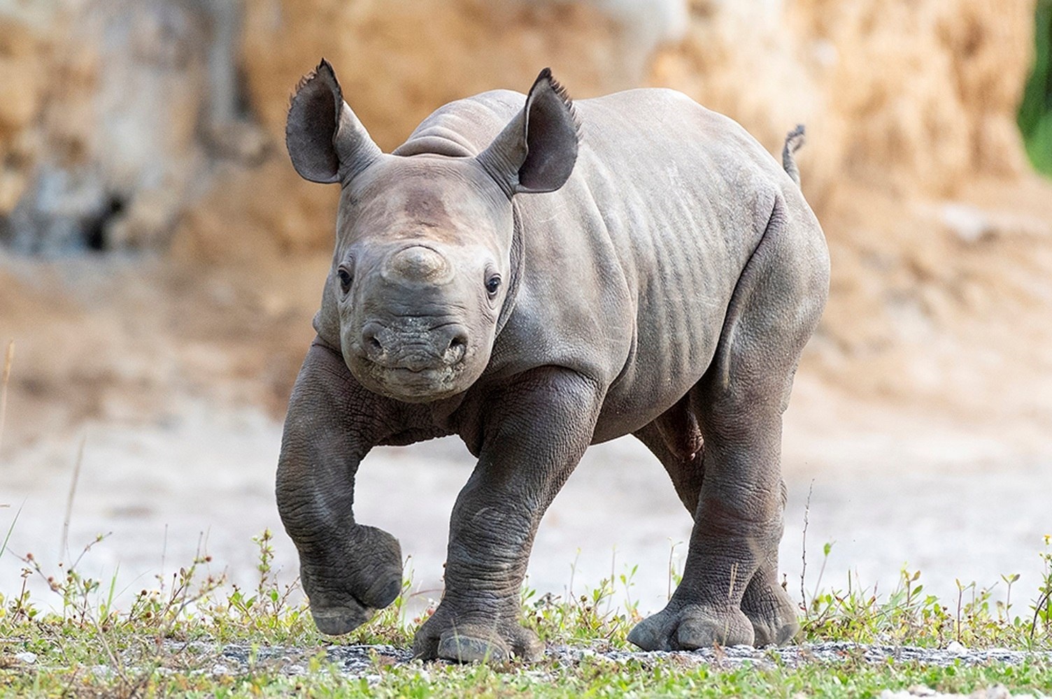 Este rinoceronte negro macho nació en el zoológico de Miami, en febrero de 2021. (EFE/Ron Magill/Zoo Miami) 