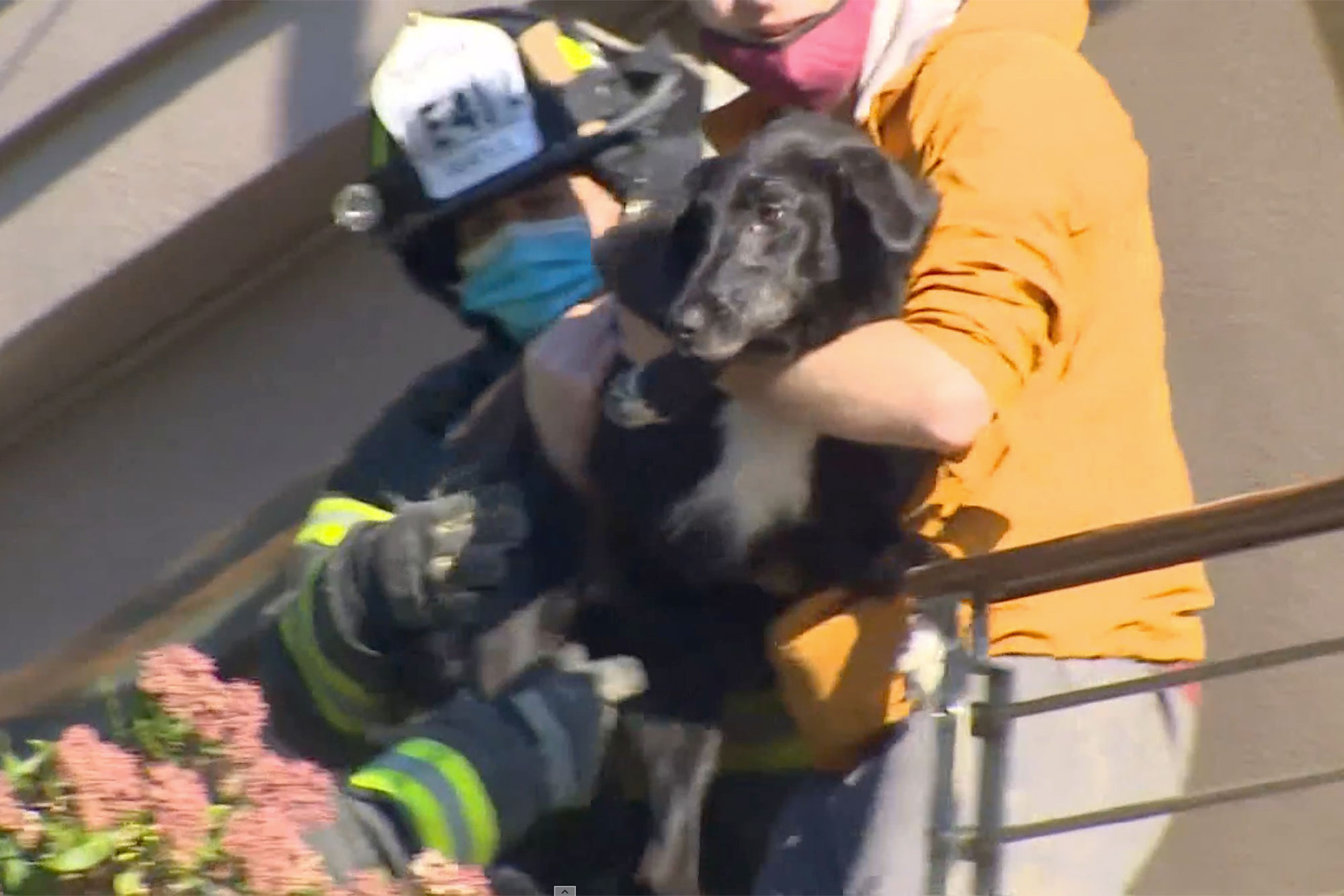 El momento en que Sammy es rescatada en Seattle. Foto: Seattle Fire Department.