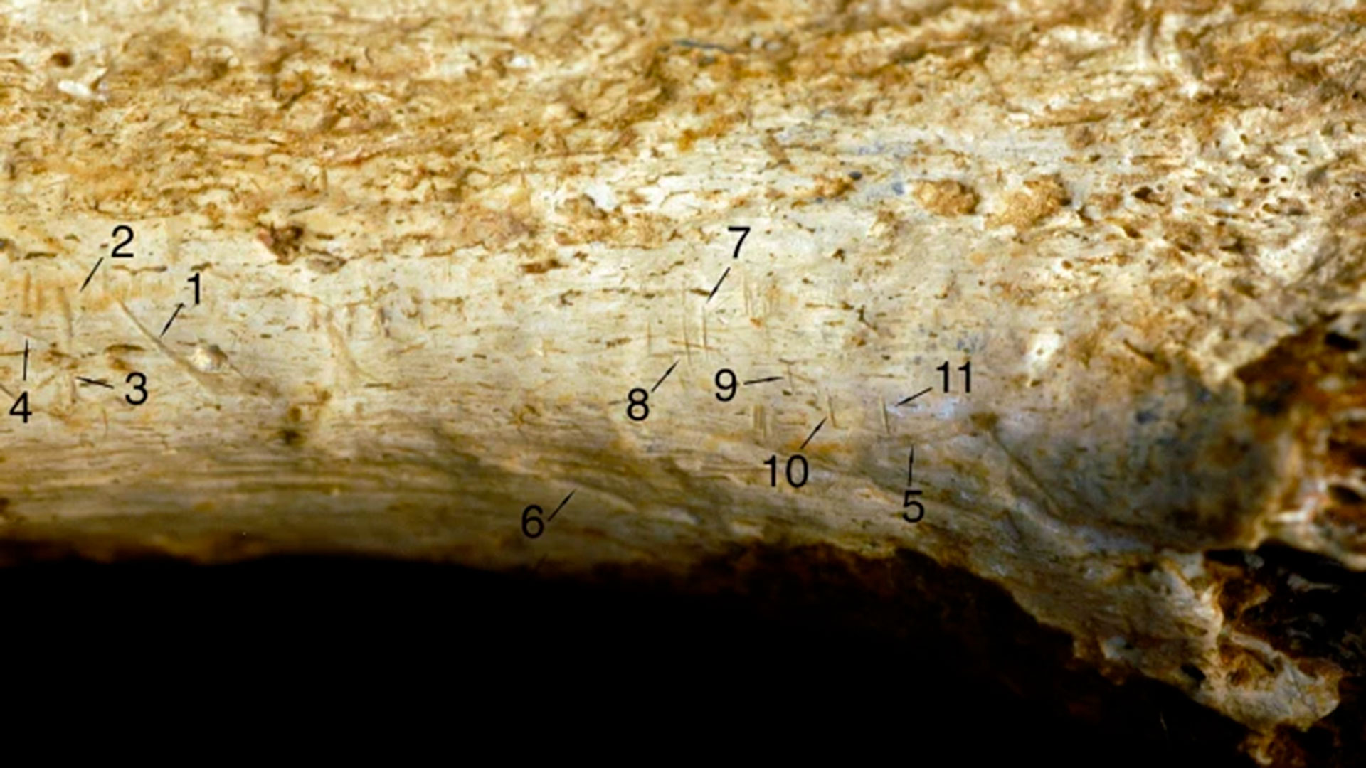 El paleoantropólogo Michael Pante, de la Universidad Estatal de Colorado, identificó nueve marcas como marcas de corte (1-4 y 7-11) y dos como marcas de dientes (5 y 6). (Jennifer Clark)