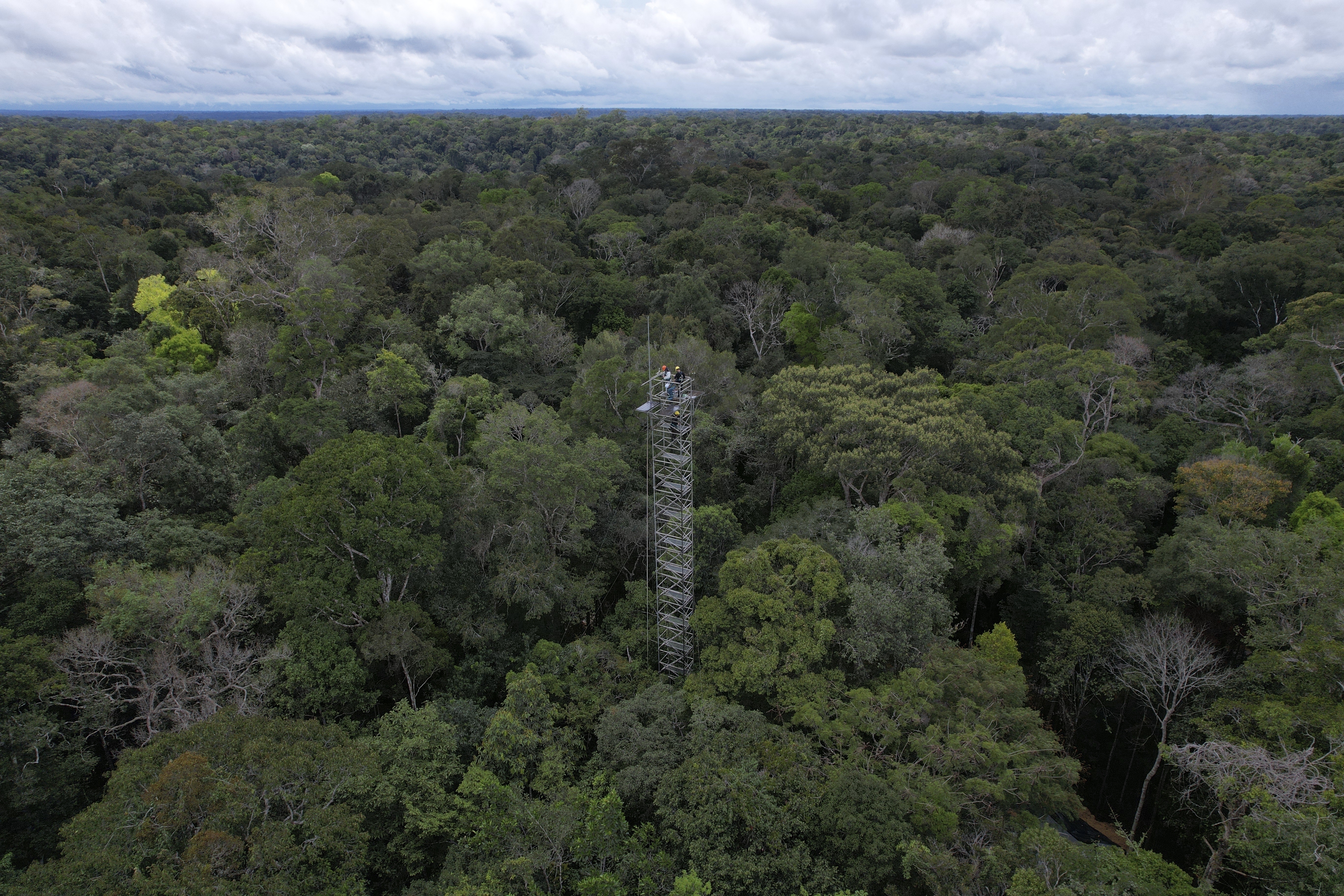 Científicos crean “anillos de carbono” para estudiar reacción de la Amazonía al cambio climático