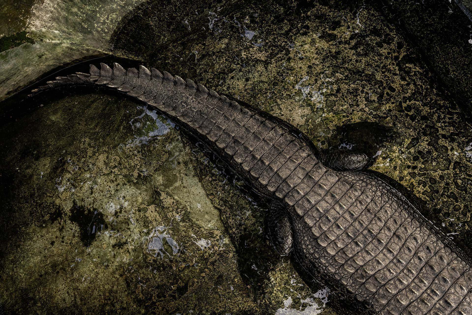 Identificaron dos nuevas especies de cocodrilos que comieron ancestros humanos 