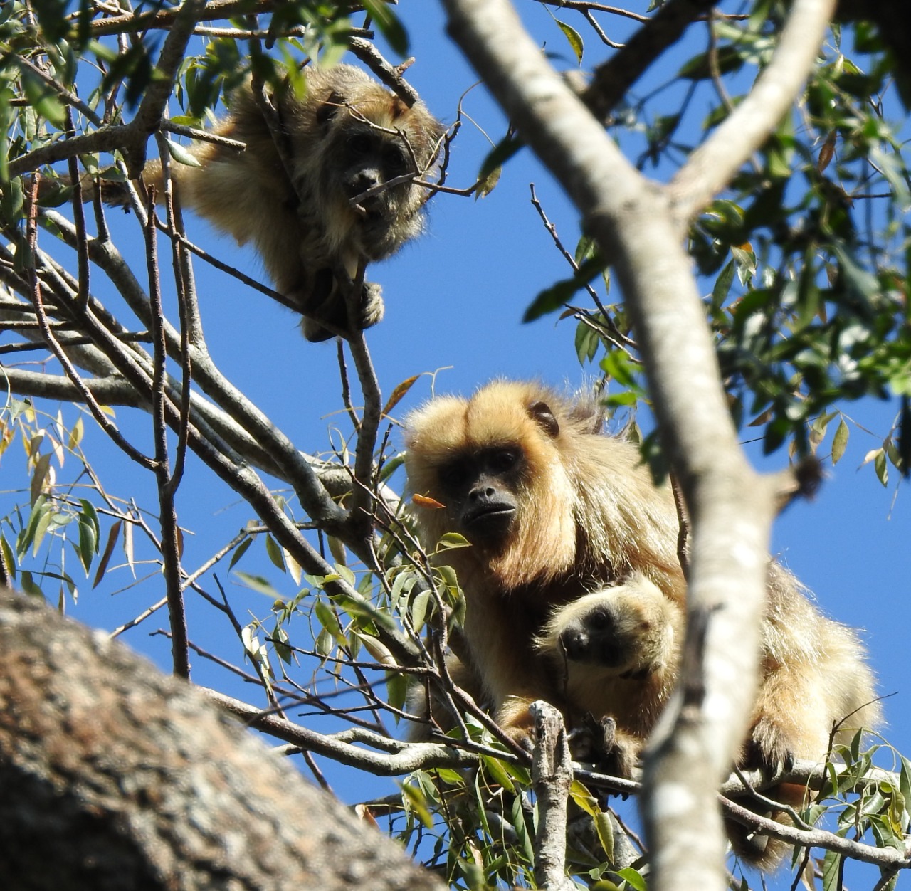 Algunas especies de primates ya se ven obligadas a vivir con los cambios provocados por los humanos en su hábitat como vivir en áreas con menos cubierta de árboles y, por lo tanto, menos refugio y comida