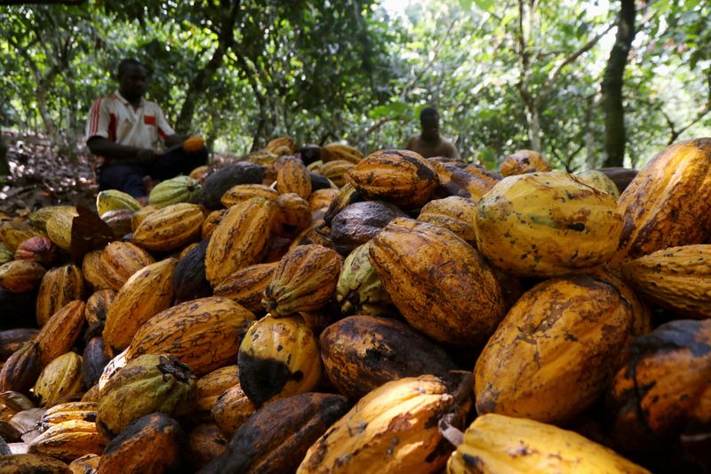 No solo para el chocolate, el cacao también tiene propiedades medicinales. (REUTERS/Luc Gnago)