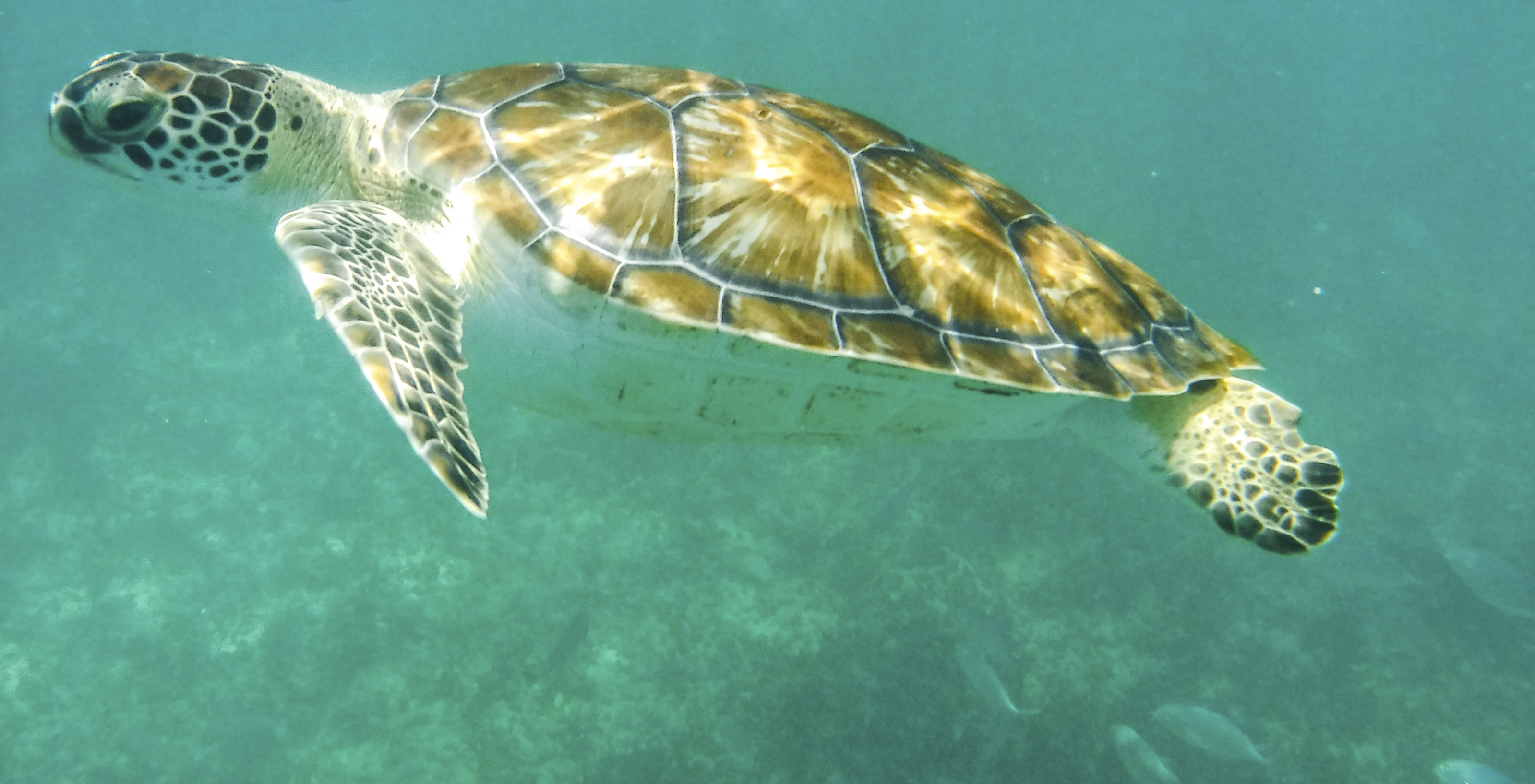 Los científicos colocaron rastreadores GPS a 22 tortugas carey para evaluar las rutas de regreso a sus zonas de alimentación originales después de la reproducción (FOTO: ELIZABETH RUIZ /CUARTOSCURO.COM)