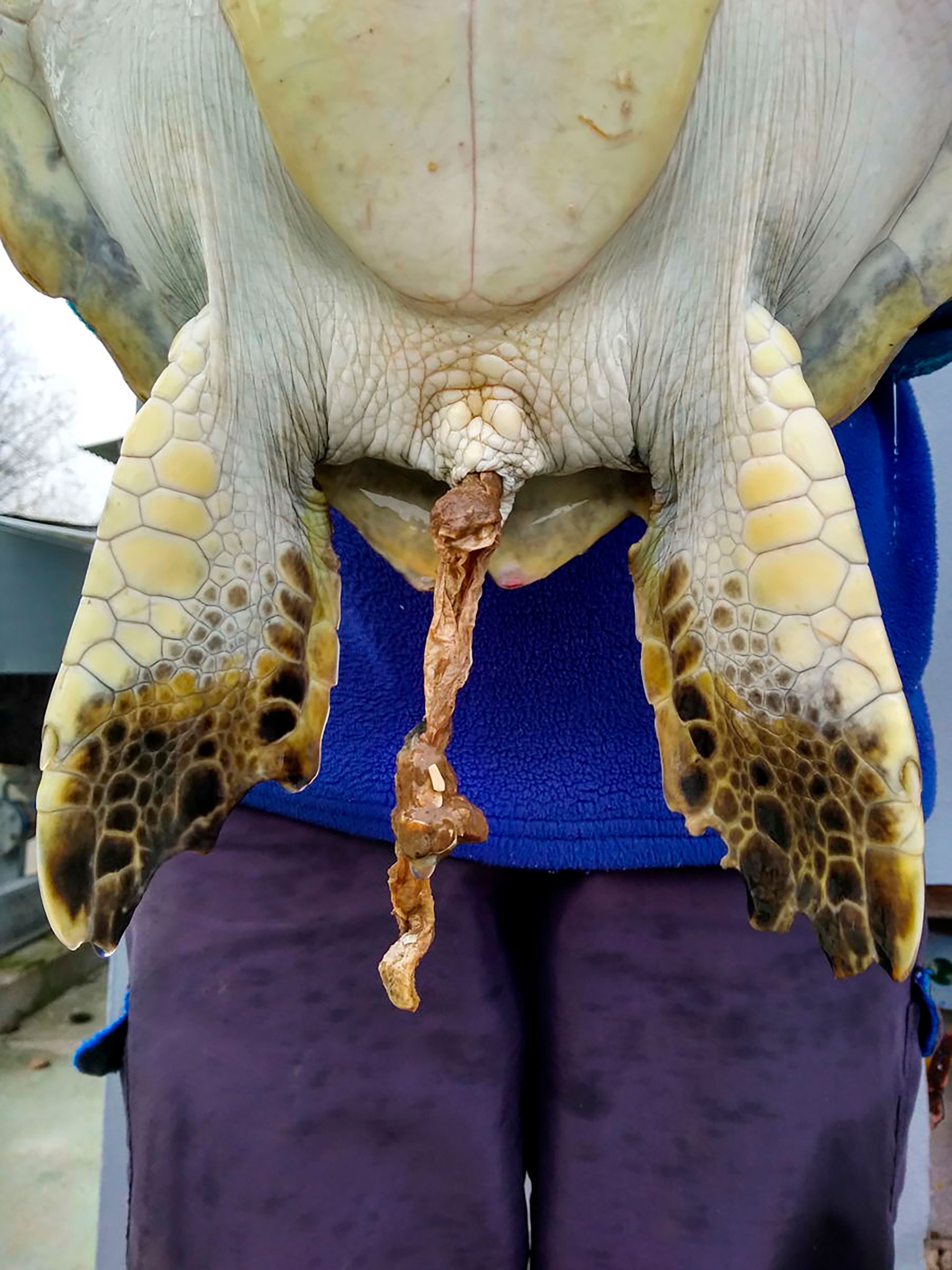 “Históricamente el 96% de las tortugas verdes (Chelonia mydas) que ingresaron a nuestro centro de rescate presentaron interacción con plástico por ingesta (Foto: Mundo Marino)