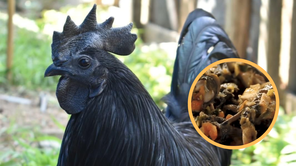 Esta es la rara gallina de piel y huesos negros que se consume en Cundinamarca
