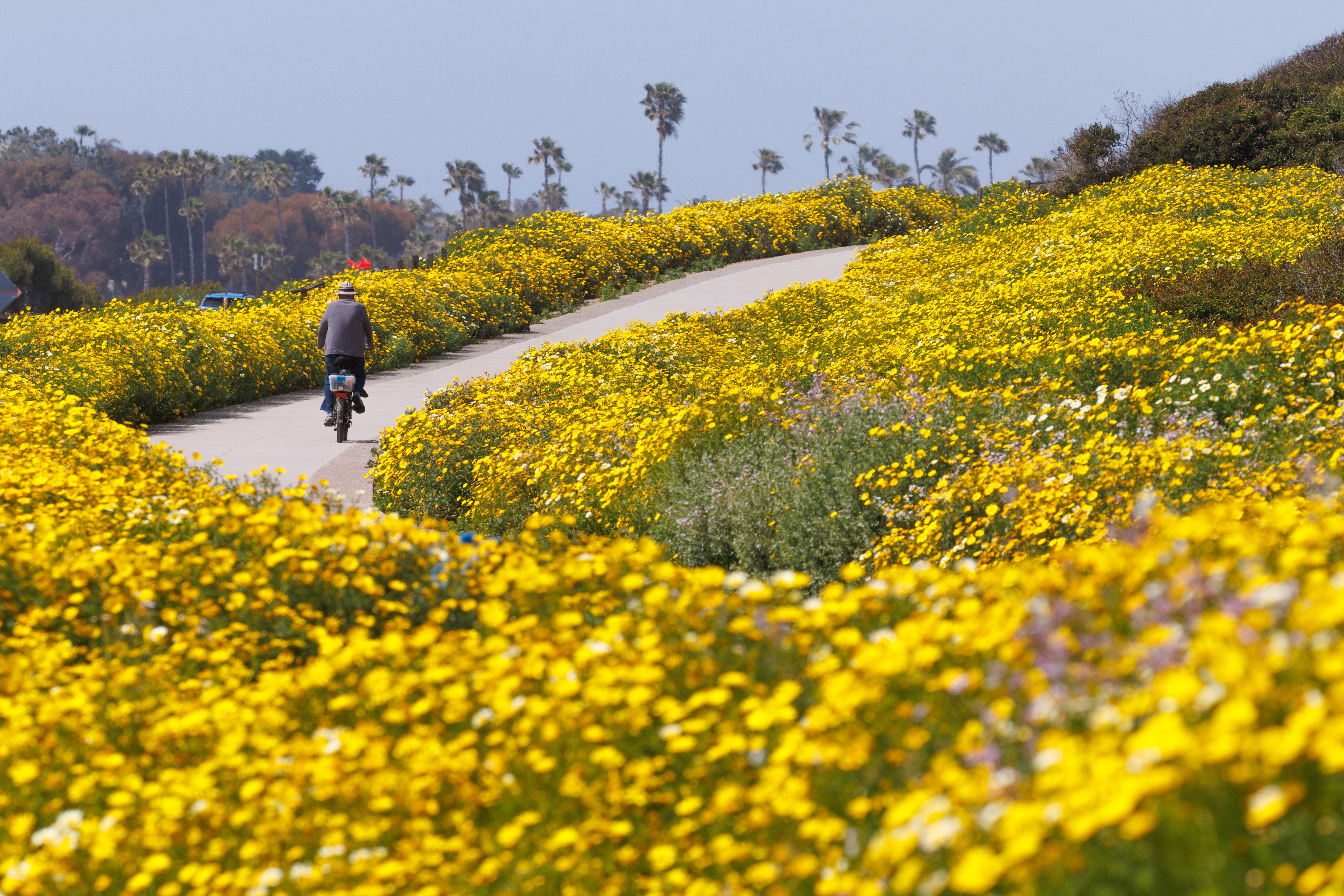 La inusual superfloración de California ya comenzó: las razones que la hacen increíble