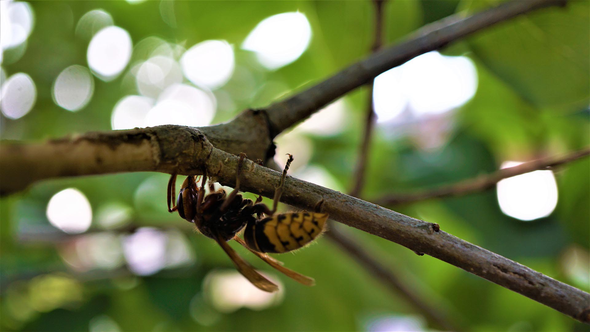Insecto Telescópico Extensible Matamoscas nuevo Swat Bug Mosquito Asesino Avispa Casa 