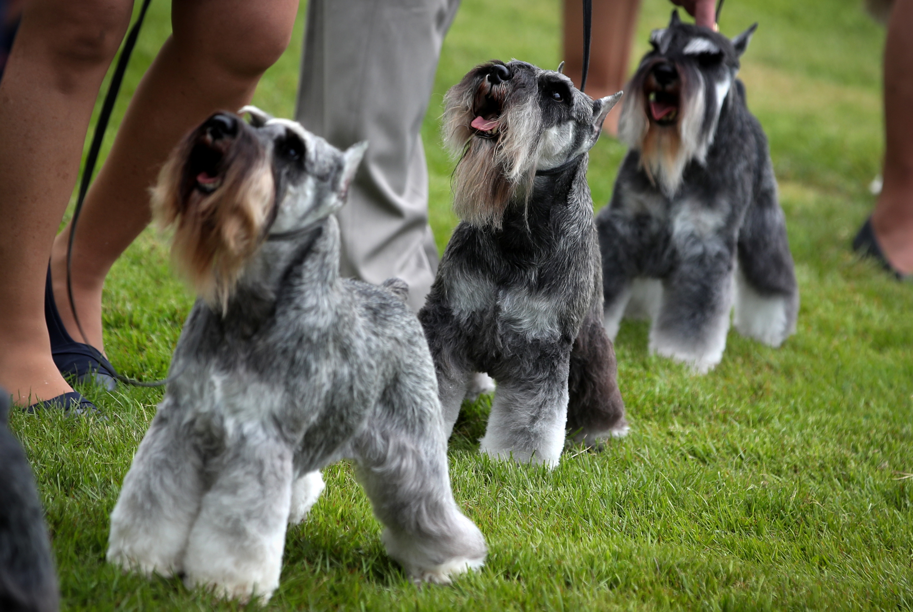 El schnauzer miniatura es la versión pequeña de la raza canina de origen alemana (REUTERS)