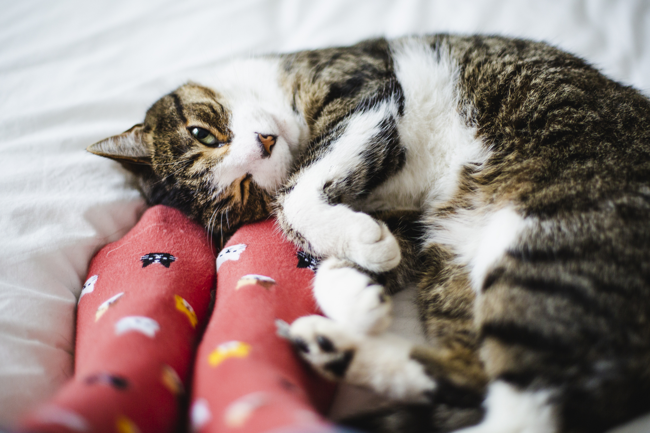 8 razones por las que convivir con un gato puede mejorar la calidad de vida