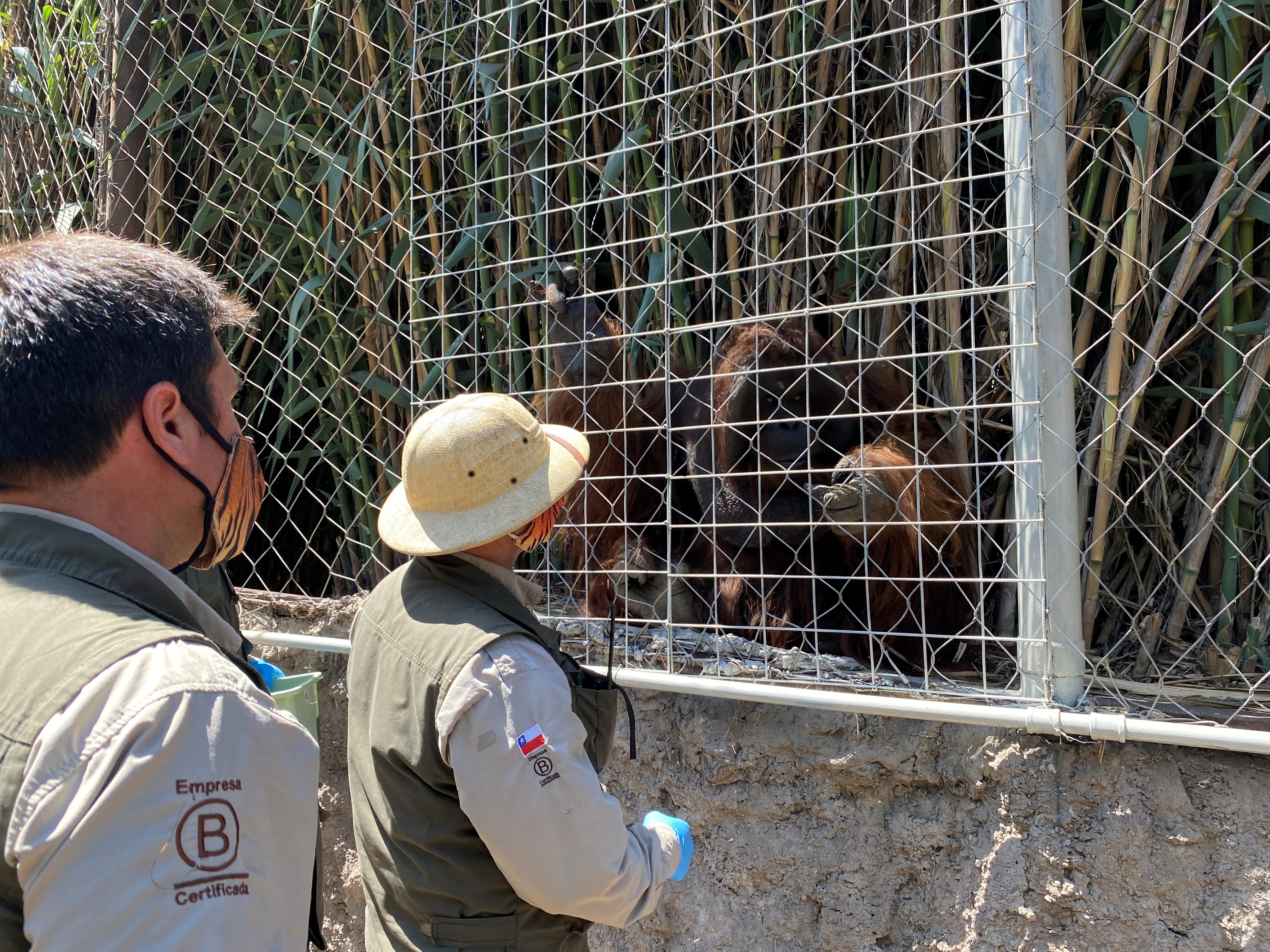 Personal del zoológico de  Santiago de Chile, se prepara para inyectar una vacuna contra el COVID (Reuters)