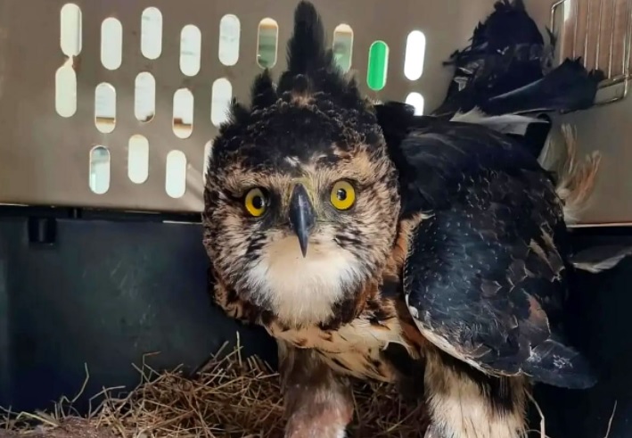 Se salvó el águila a la cual cazadores le dispararon en el Tolima - Infobae