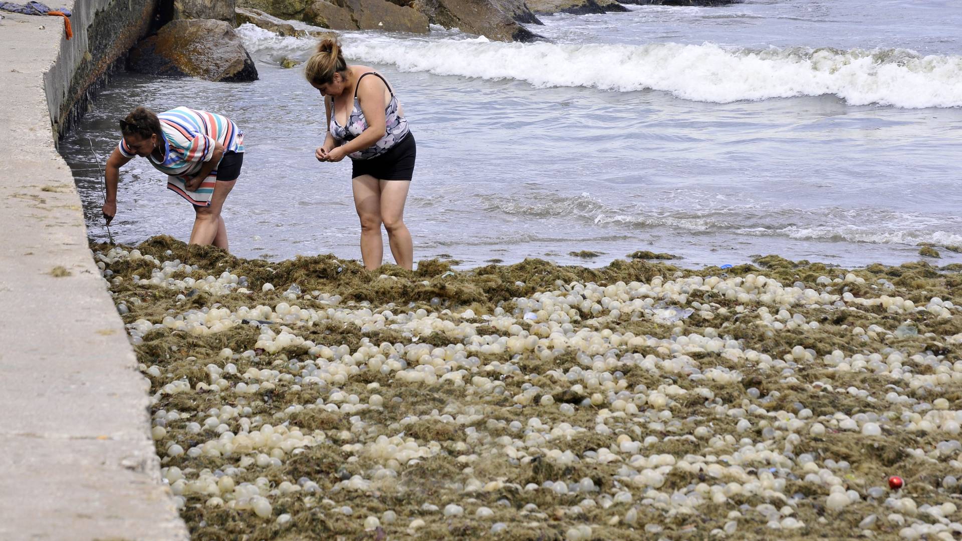Una playa de Mar del Plata apareció repleta de algas y huevos transparentes (Fotos: Télam)