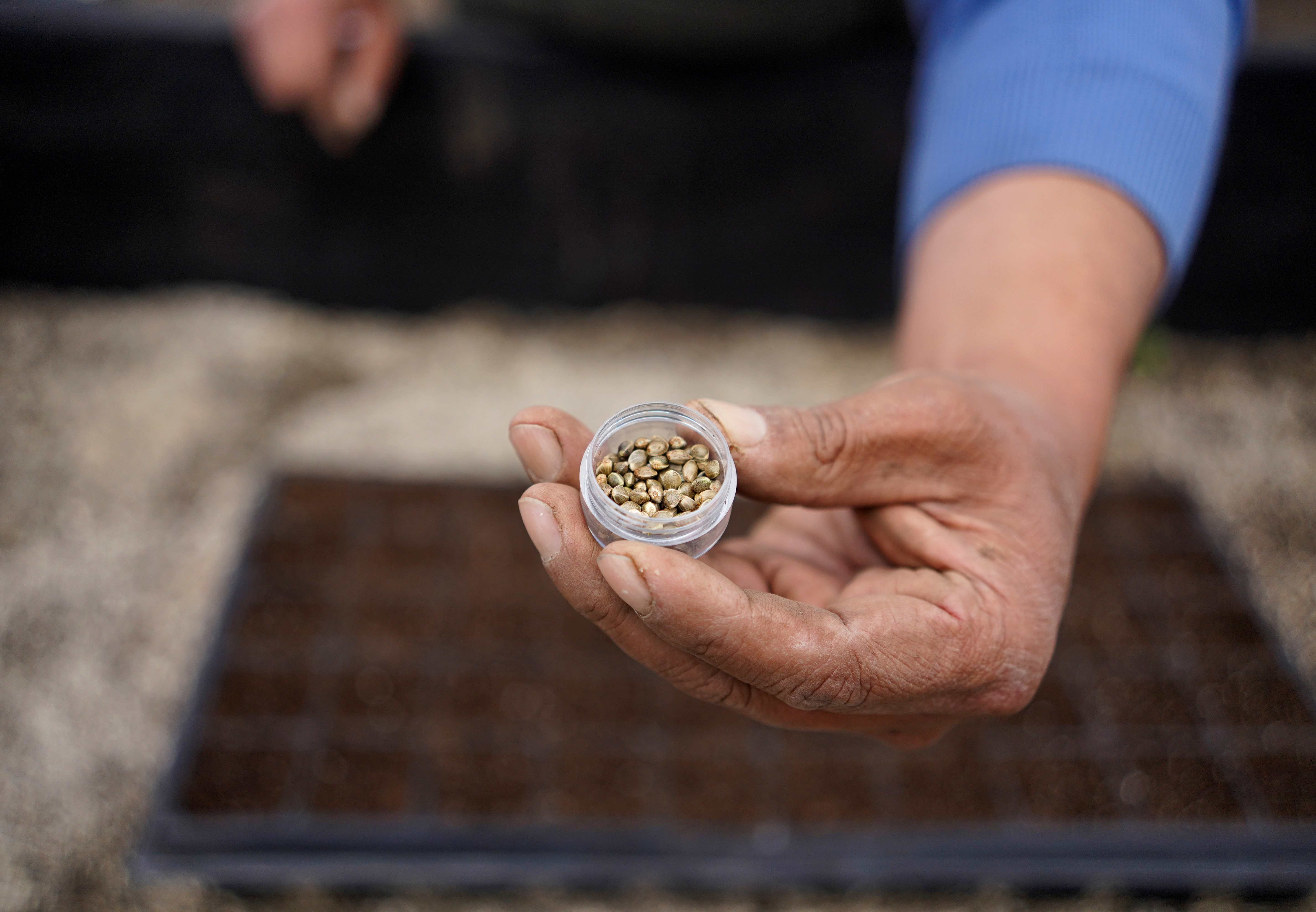 Las semillas de cannabis son una fuente rica en Omega 3, 6 y 9 y es considerada un superalimento (REUTERS/Johanna Alarcon)