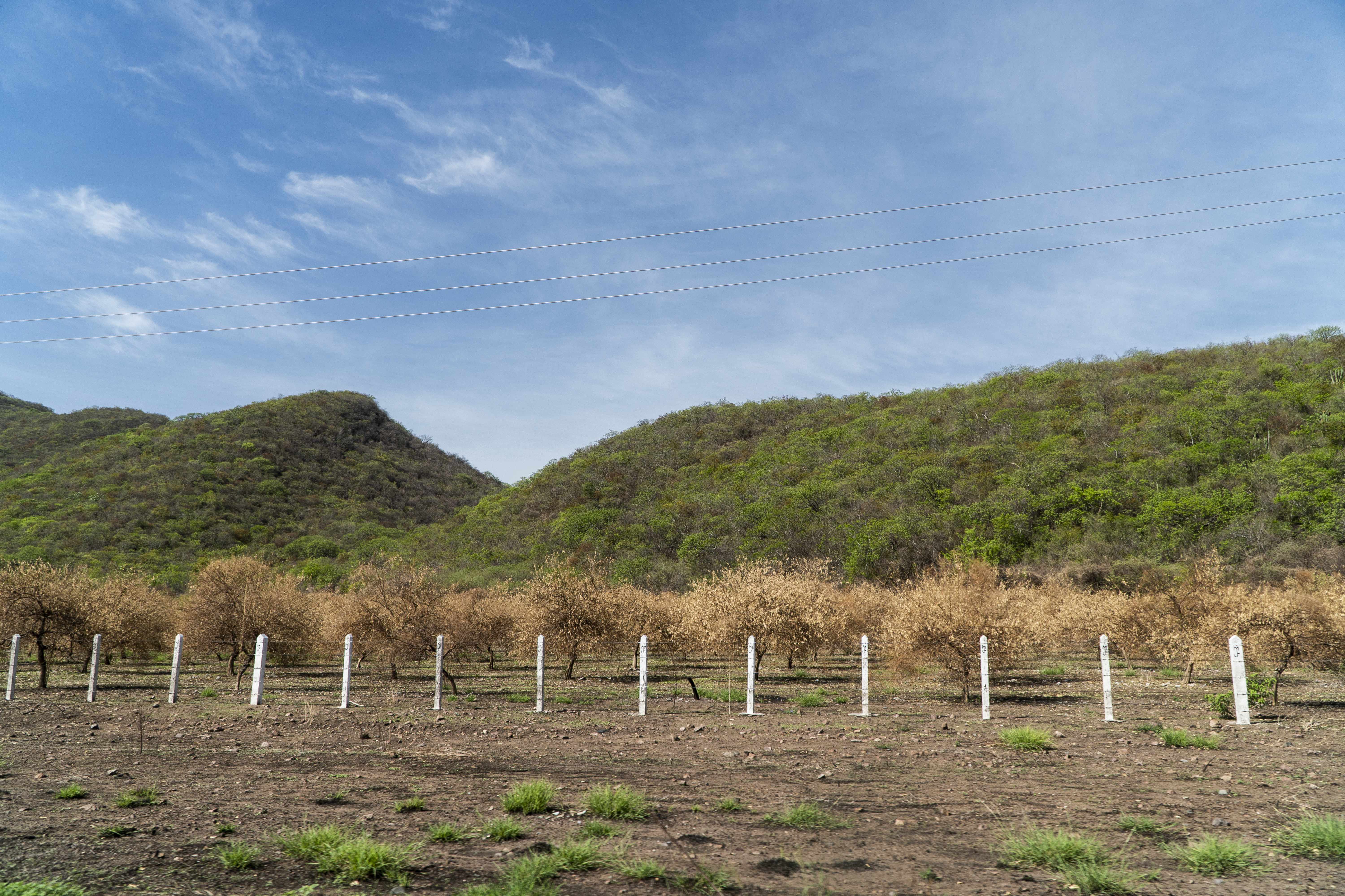 Los huertos de limón fueron abandonados (Foto: J.M. Mariscal/Infobae México)