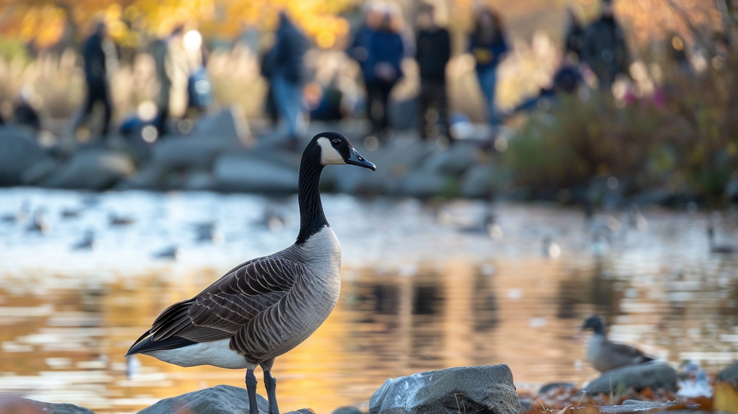 Ganso leucístico canadiense : r/birds, image size:1456x816