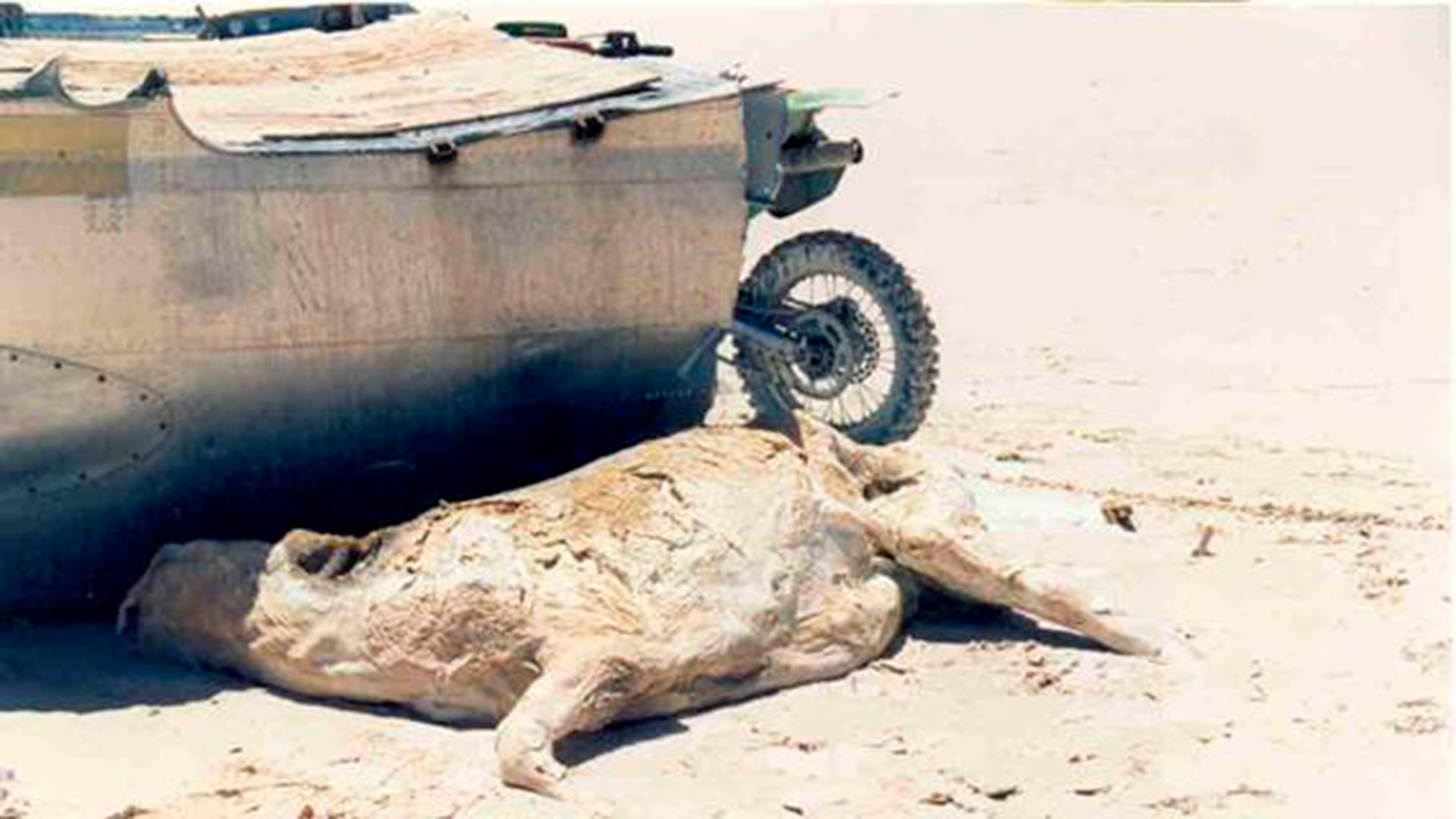 Uno de los caballos muertos en el accidente del Curtiss cuyo cuerpo, conservado por la sal, todavía yace al lado de los restos del avión en la punta Sur de la Laguna Brava. (Gentileza www.histarmar.com.ar)