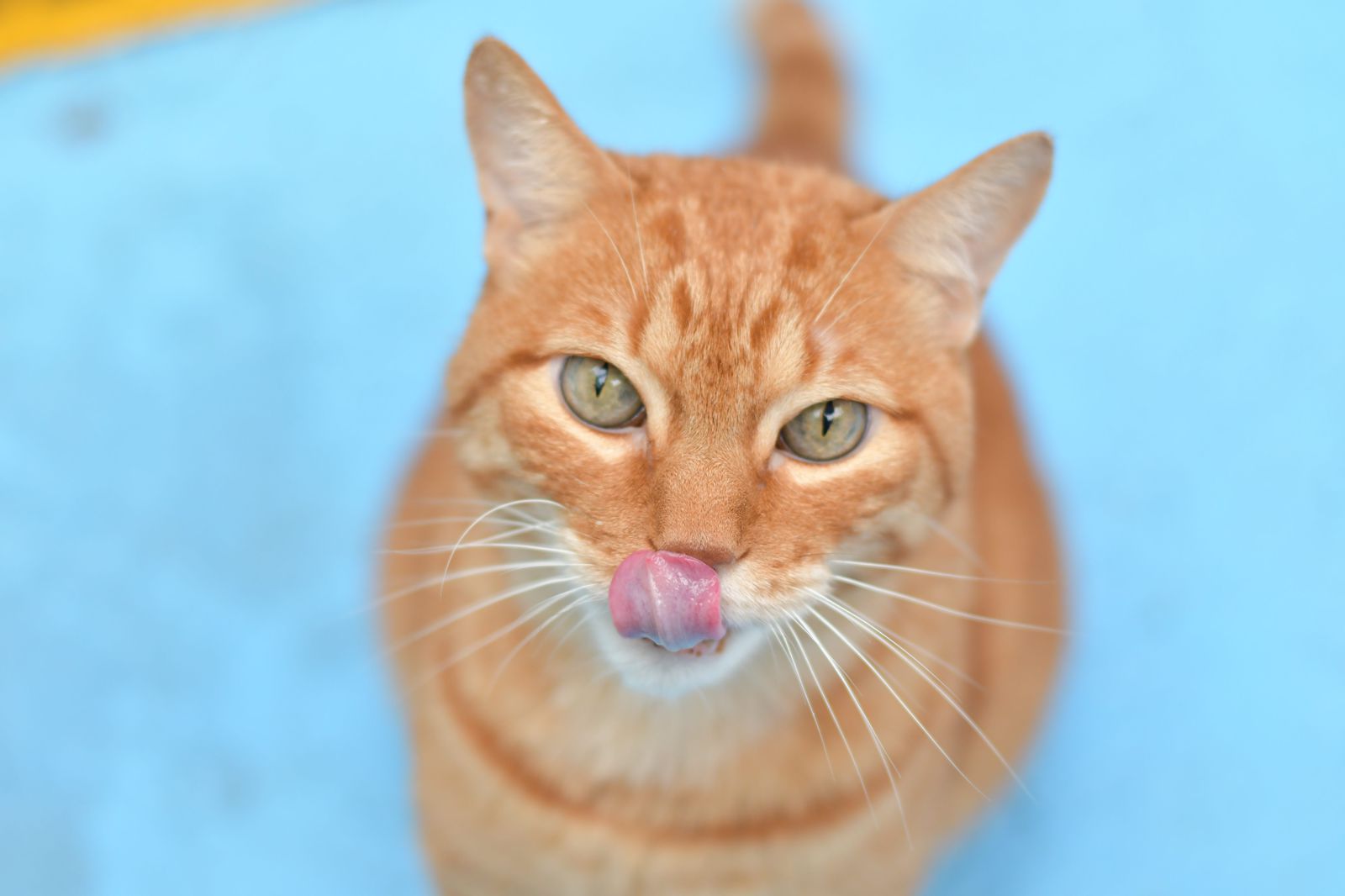 Detectan en Uruguay un hongo de origen brasileño que se transmite de gatos  a humanos - Infobae