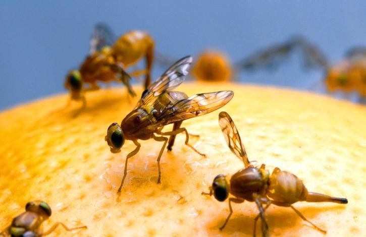 El estudio proporciona una explicación adicional de por qué las poblaciones de insectos están disminuyendo drásticamente en todo el mundo
