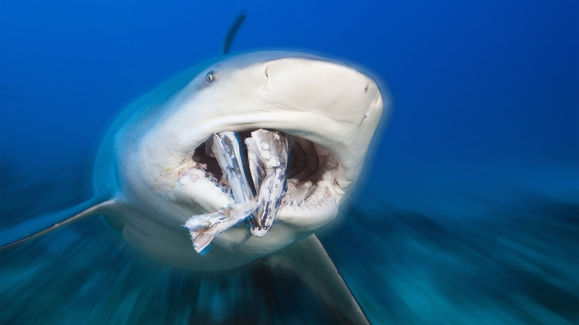 Los expertos coinciden en que las agresiones de tiburones a humanos son extremadamente raras y casi nunca mortales