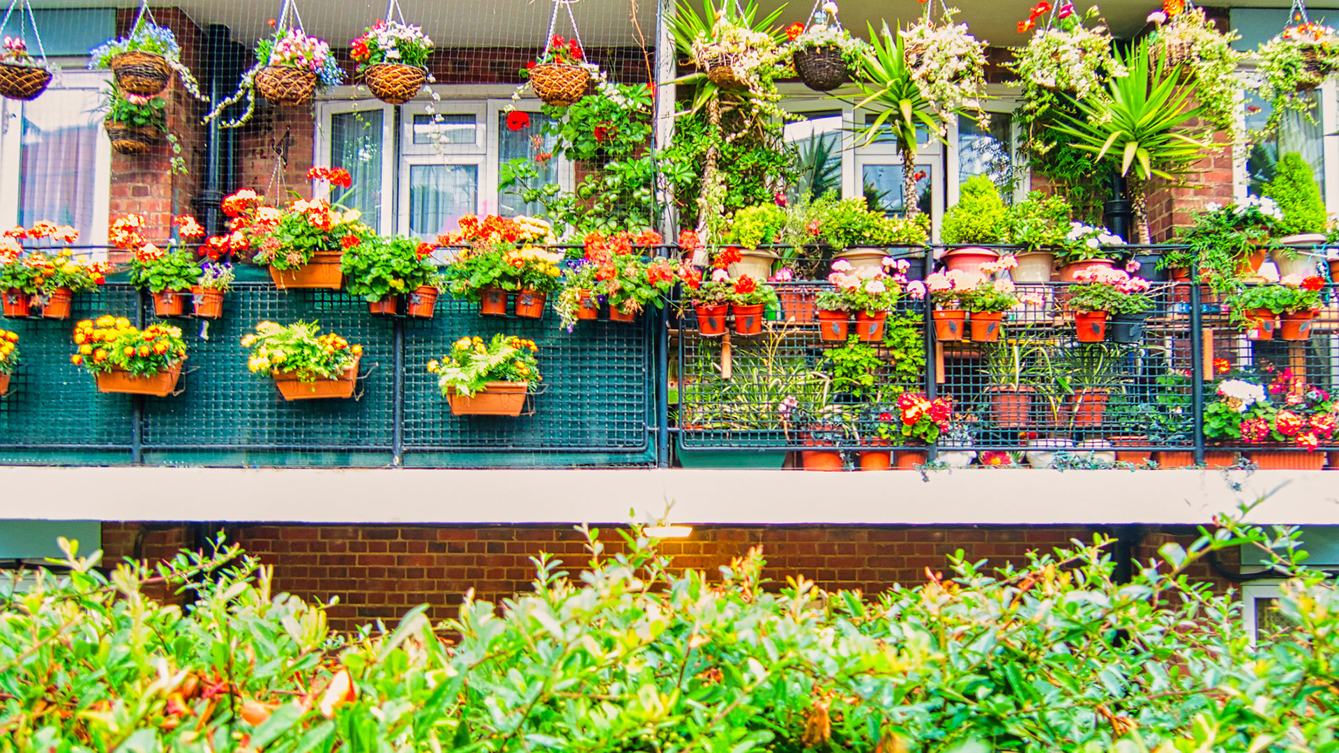 Babilonia urbana: las mejores plantas florales para decorar los balcones de  la ciudad - Infobae
