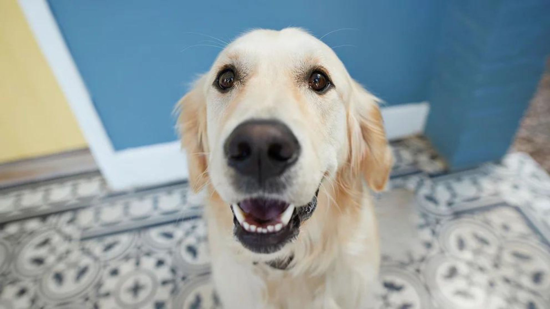 Los caninos no son observadores pasivos de lo que pasa a su alrededor, ellos recaban información y son capaces de recordar a quienes son malos con ellos (Getty Images)