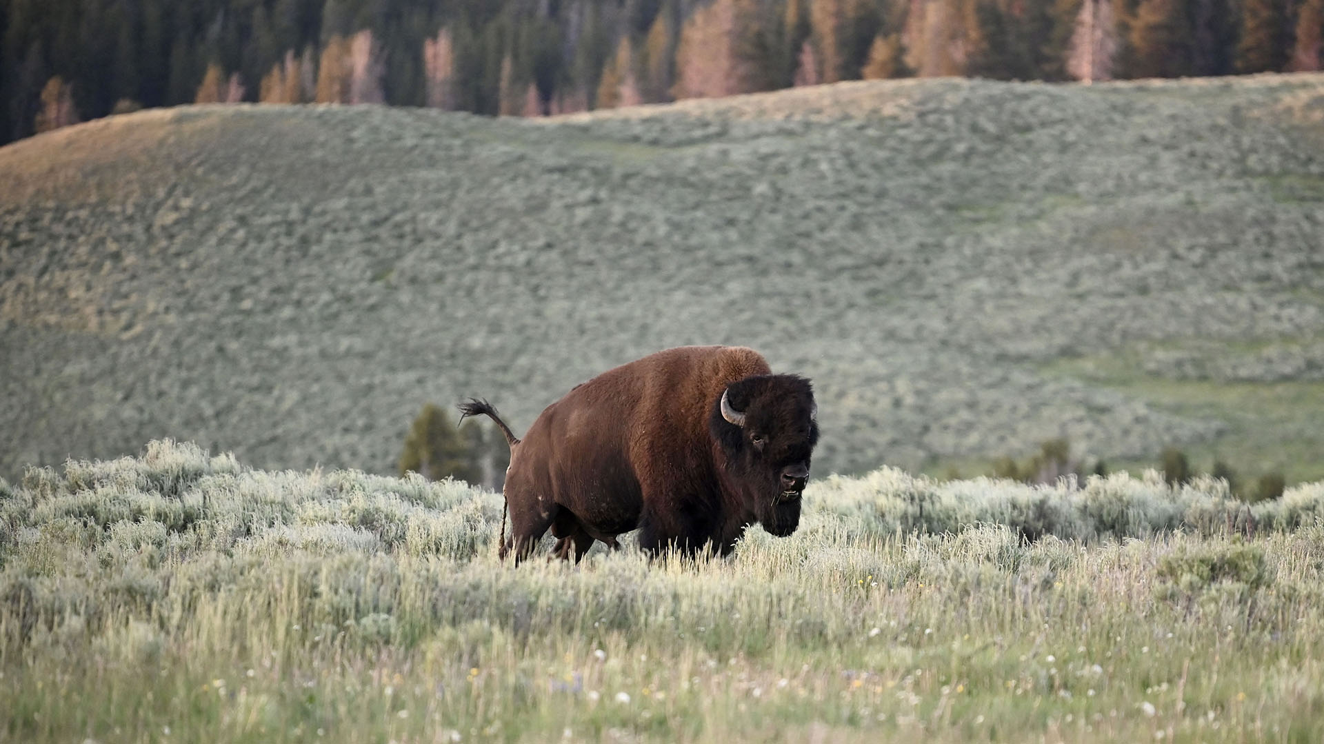 Yellowstone recomienda mantener una distancia de mínimo 22 metros con los bisontes. (Photo by Eric BARADAT / AFP)