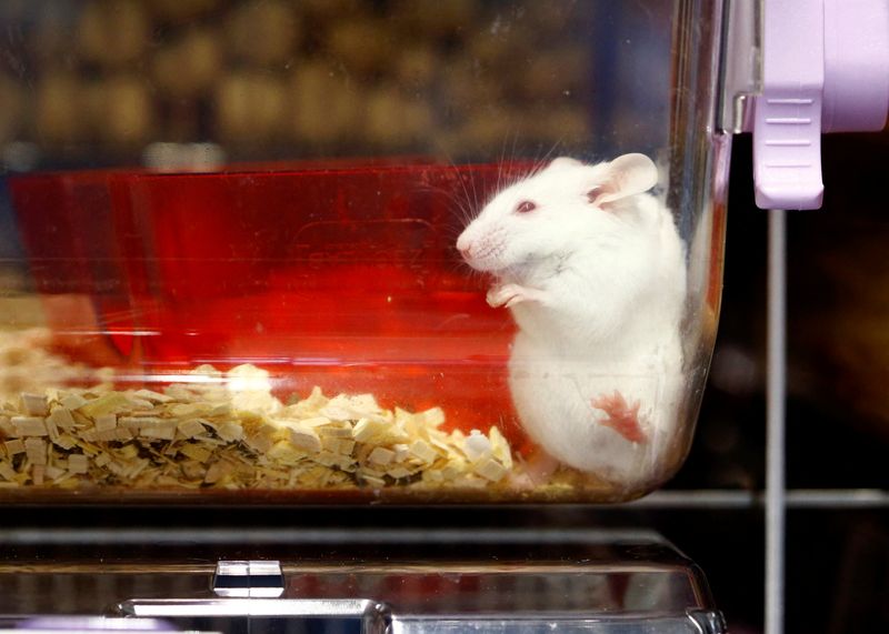 Los ratones que fueron alimentados con la dieta simuladora del ayuno sufrían una menor inflamación del tejido cerebral y puntuaban mejor en los tests de capacidad cognitiva, según el estudio de Longo
REUTERS/Arnd Wiegmann