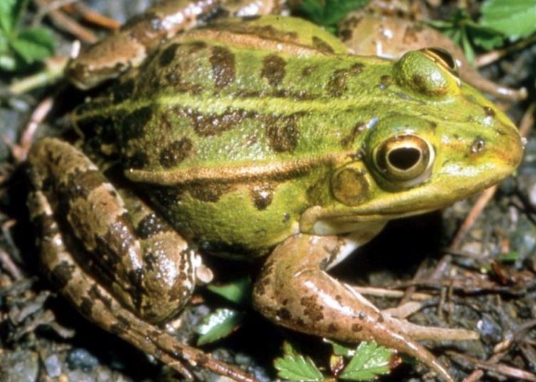 Rana marsupial andina. (Foto: Captura Andina)